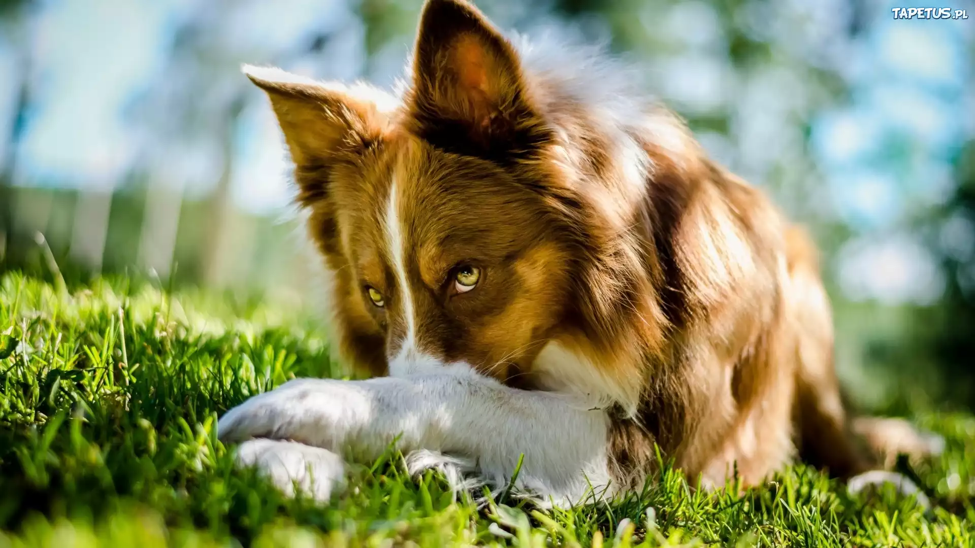 Pies, Border Collie, Łąka