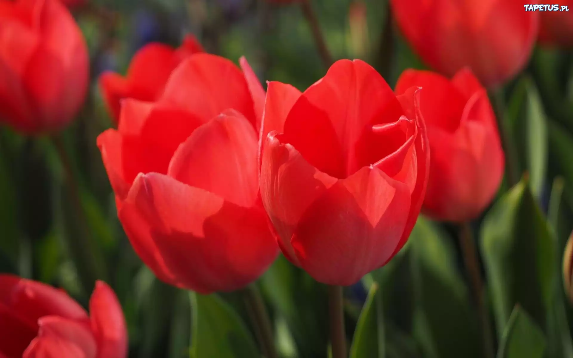 Tulipany, Czerwone