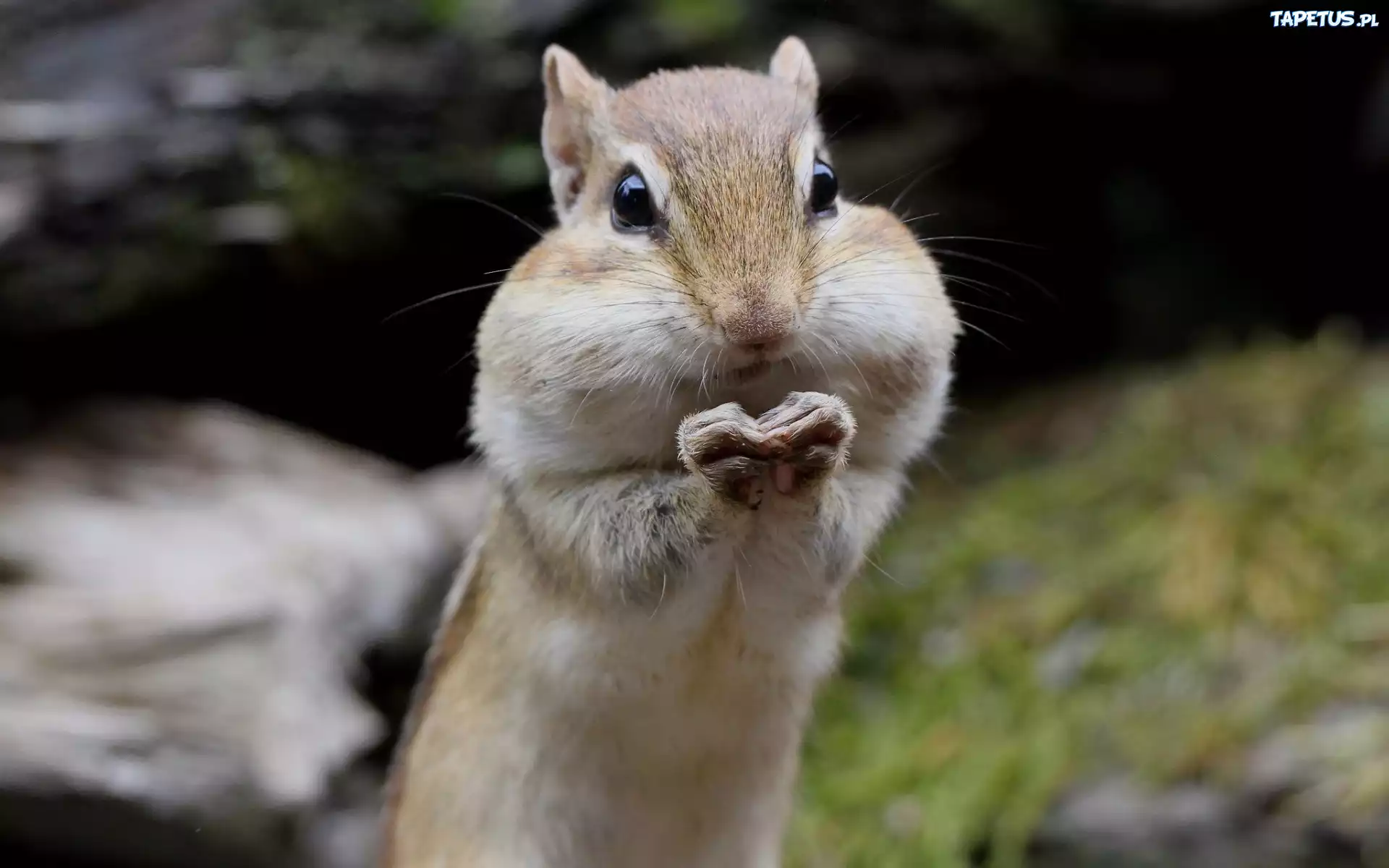 Chipmunk, Łapki