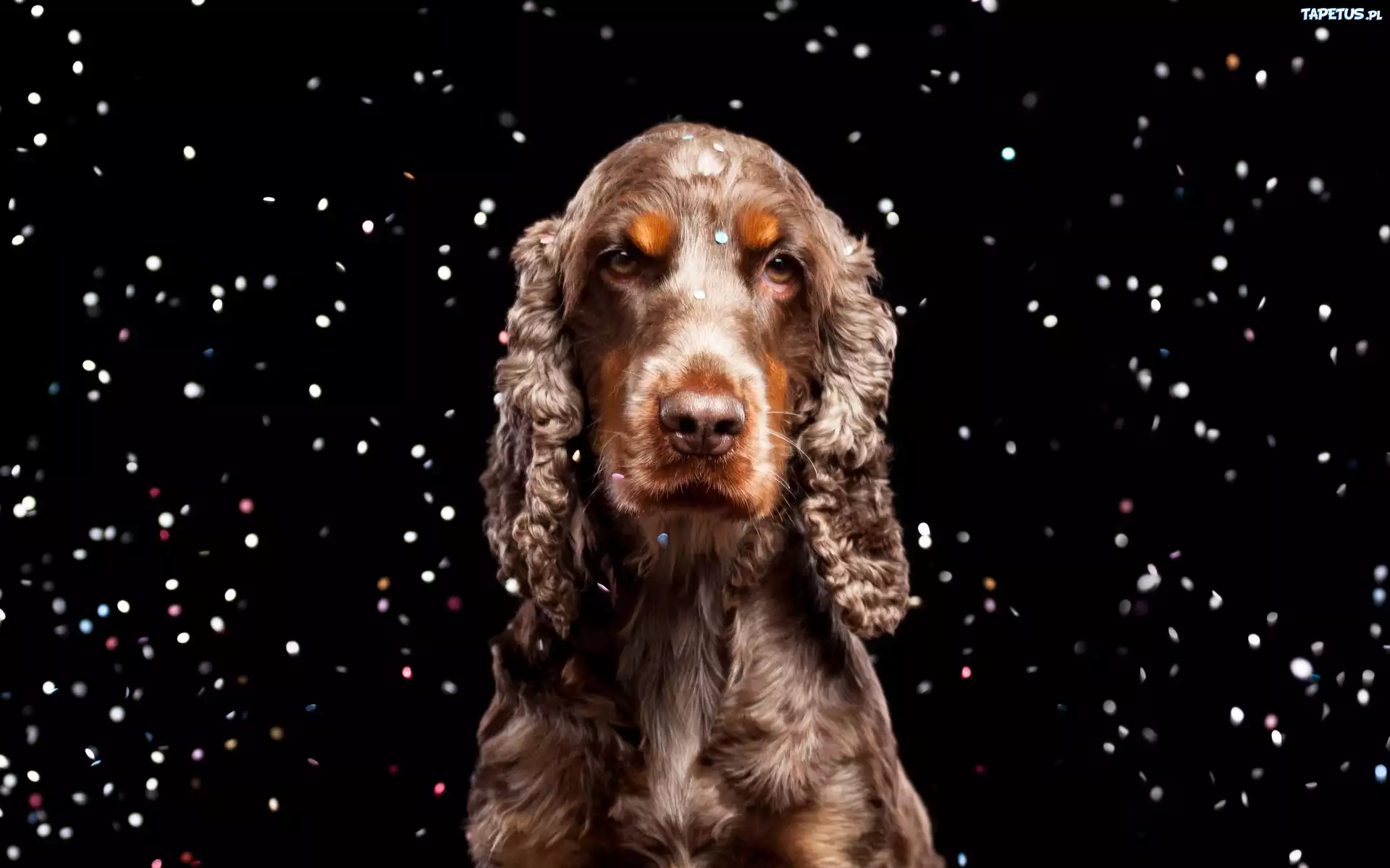 Brazowy, Cocker, Spaniel