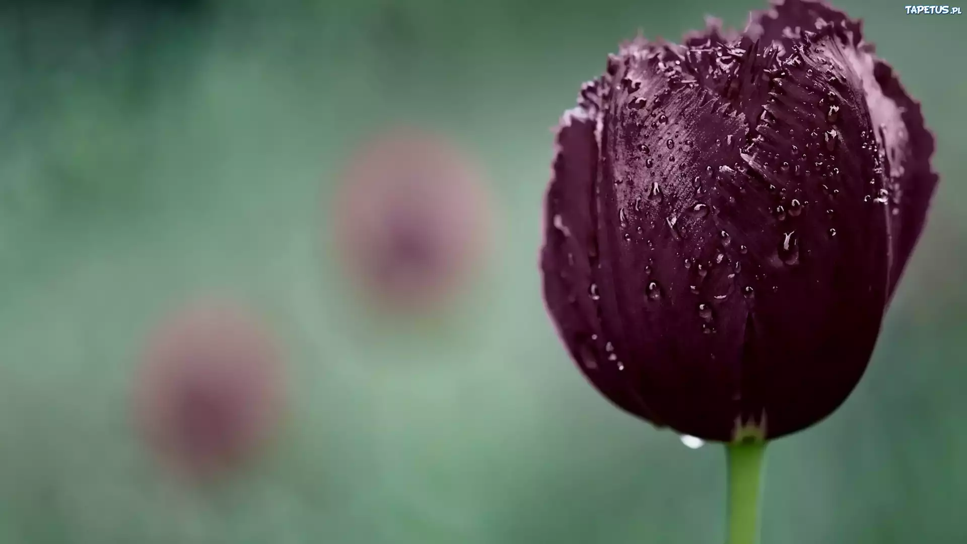 Purpurowy, Tulipan, Krople, Wody, Makro