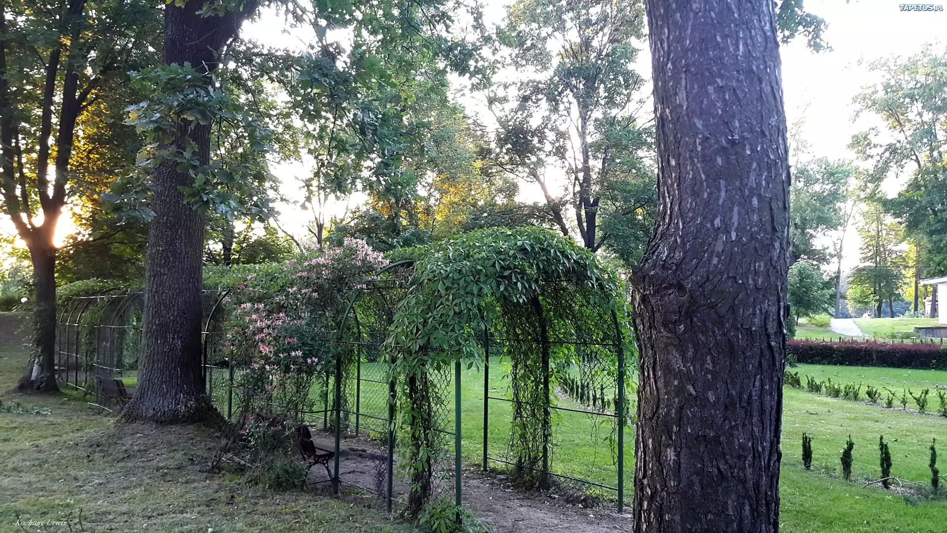 Park, Drzewa, Alejka, Tunel, Rośliny, Ławka
