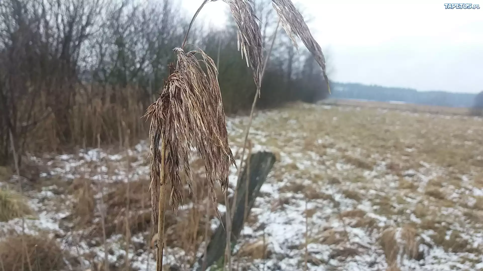 Trzcina, Pole