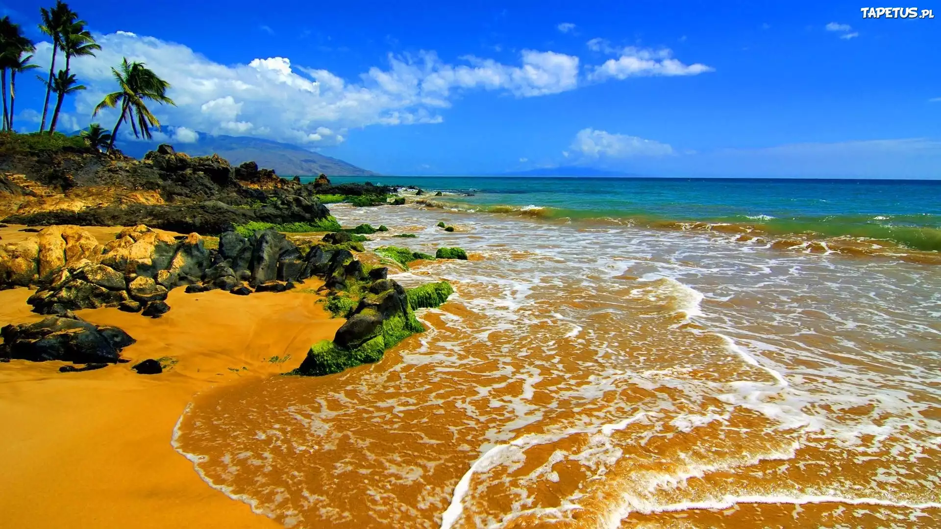 Morze, Plaża, Palmy