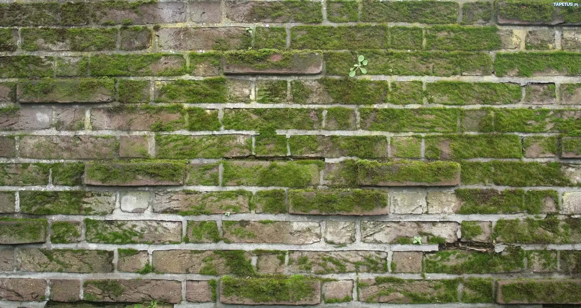 Mur, Cegła, Mech, Tekstura