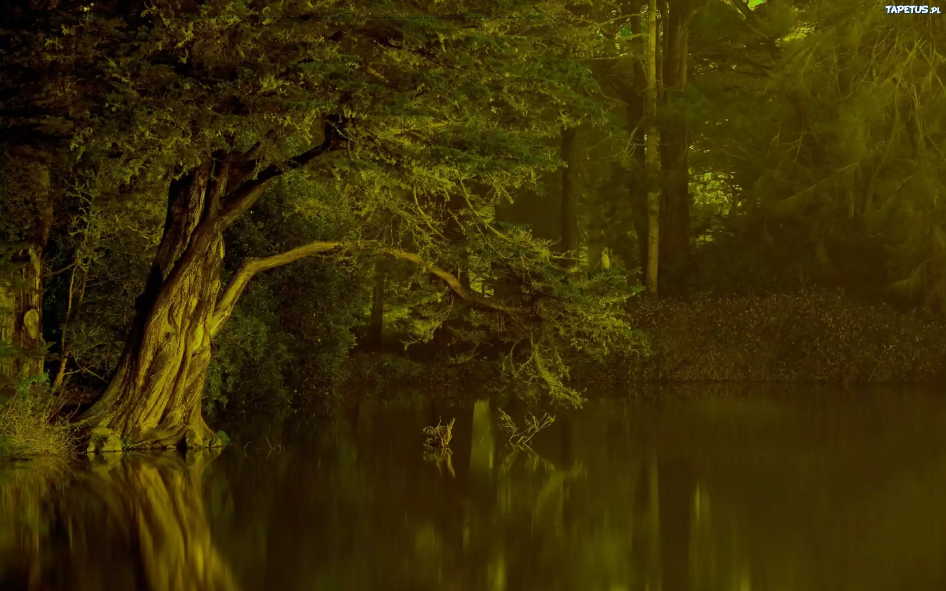 Las, Jezioro