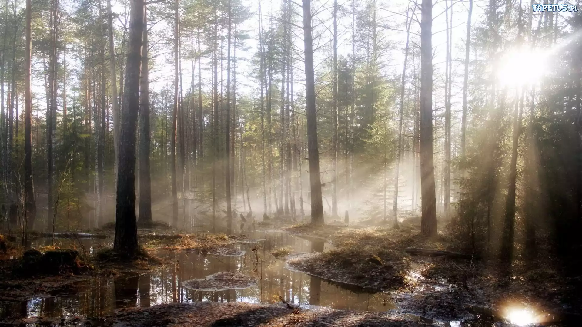 Wschód, Słońca, Las, Bagno, Mgła