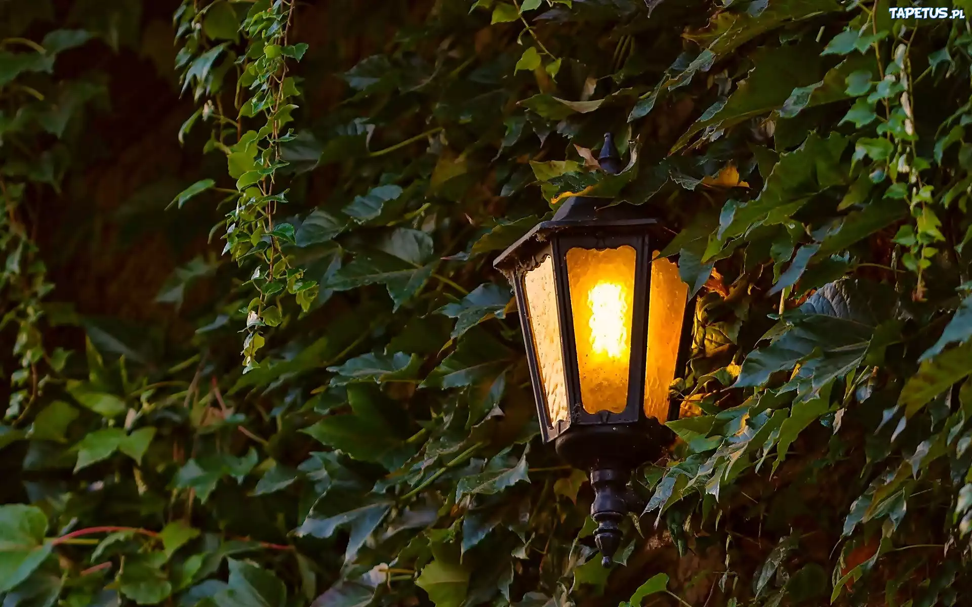 Liście, Lampa, Noc