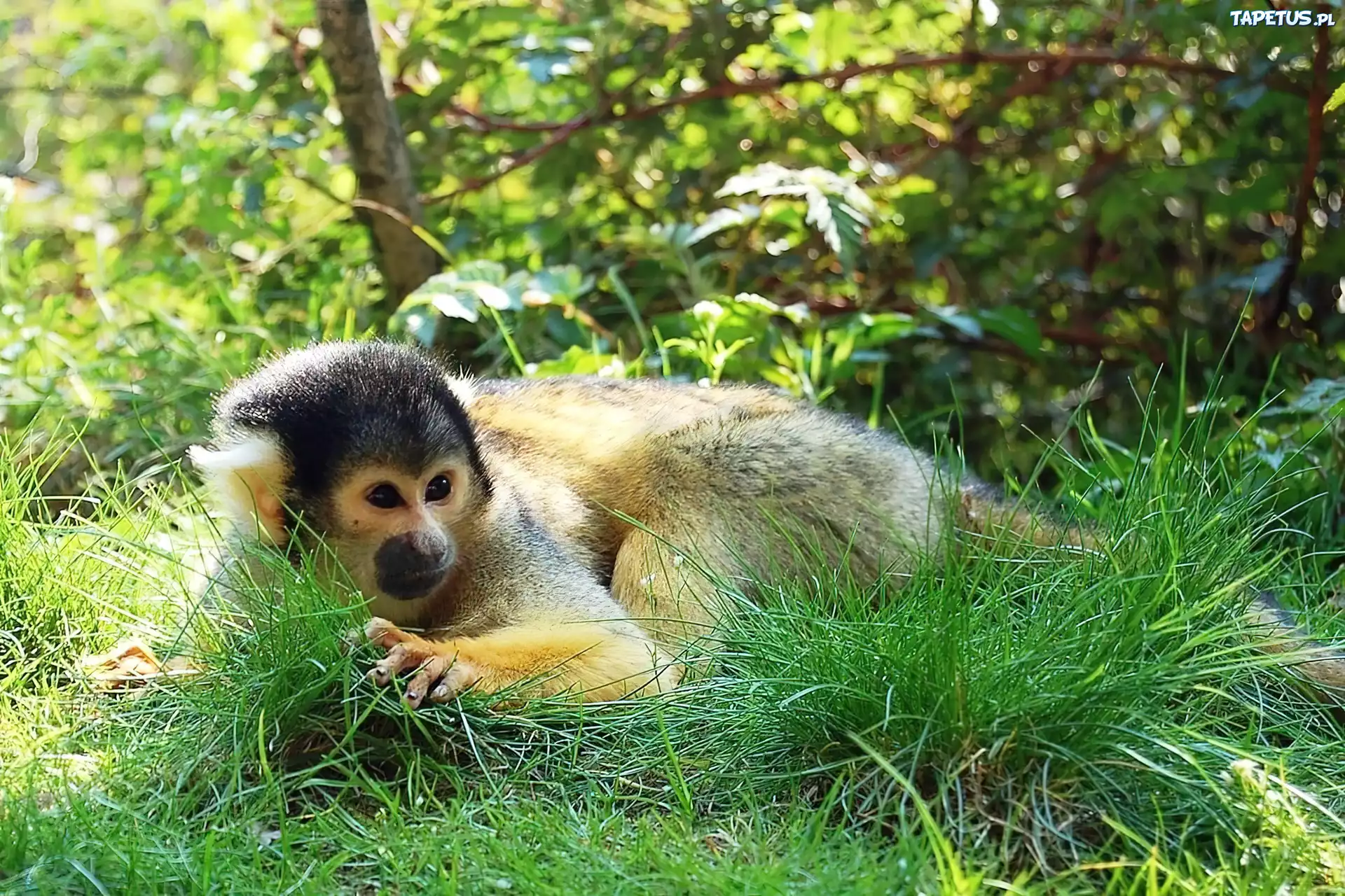 Małpka, Trawa, Squirrel