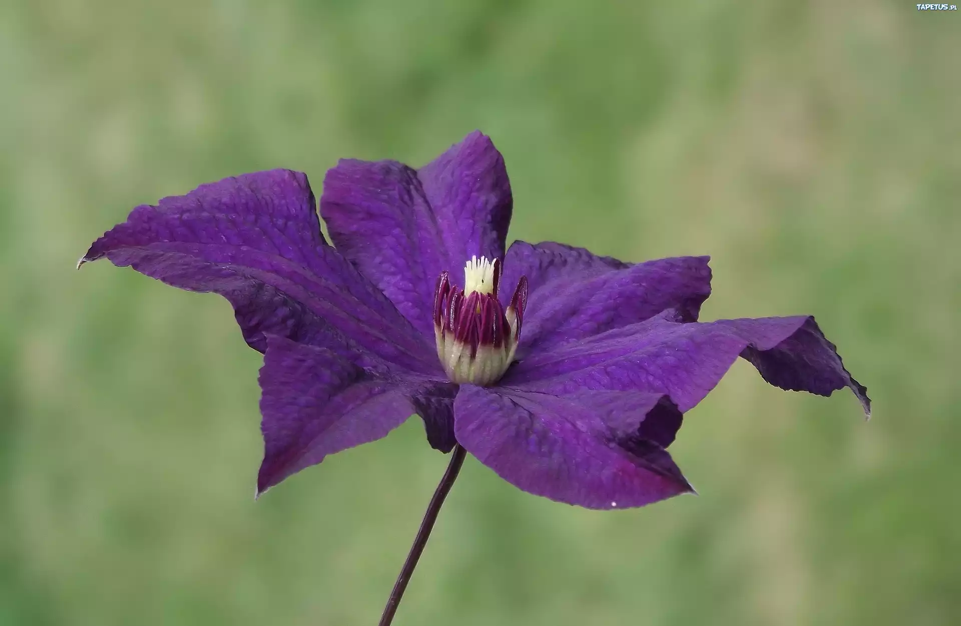 Kwiat, Clematis