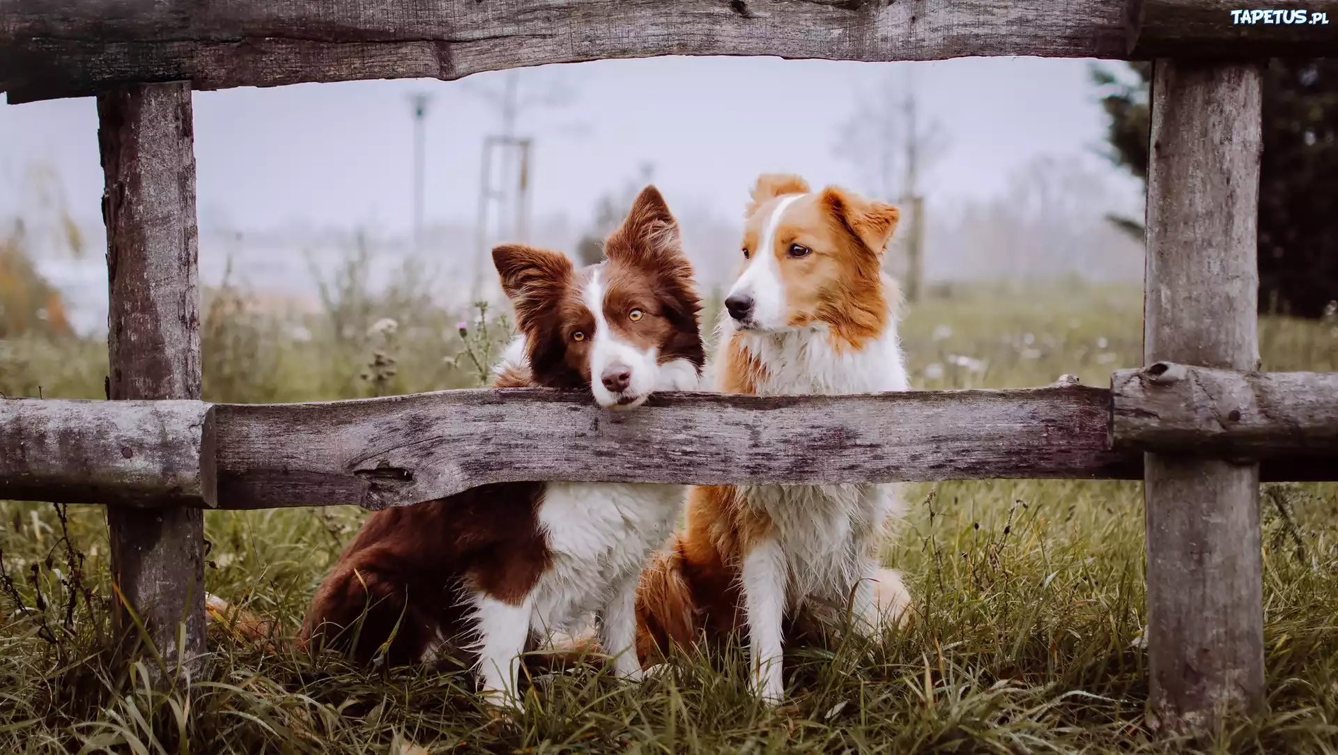 Psy, Border Collie, Ogrodzenie, Łąka, Poranek, Mgła