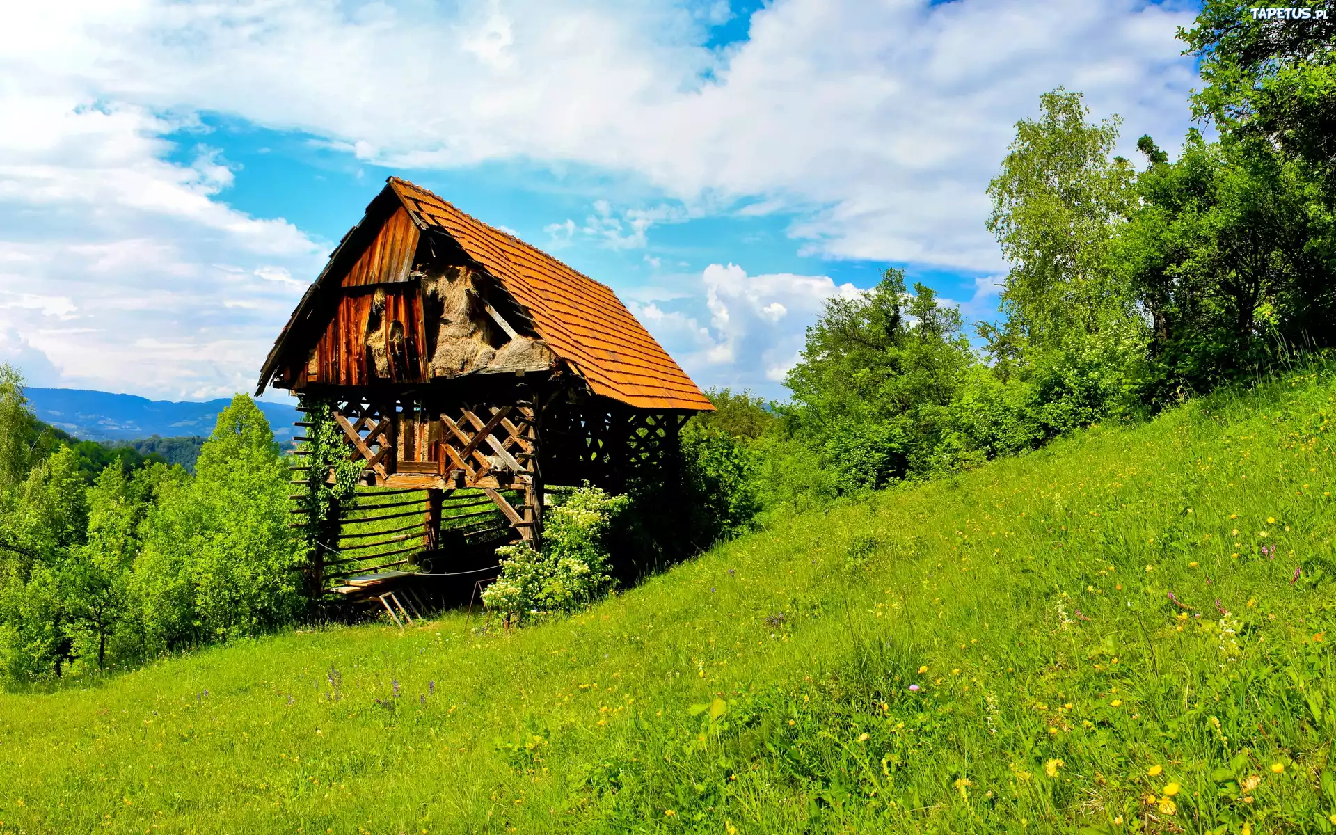 Szopa, Góry, Łąka, Las