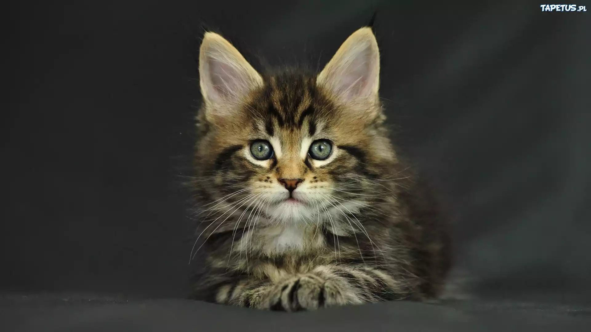 Kotek, Maine Coon