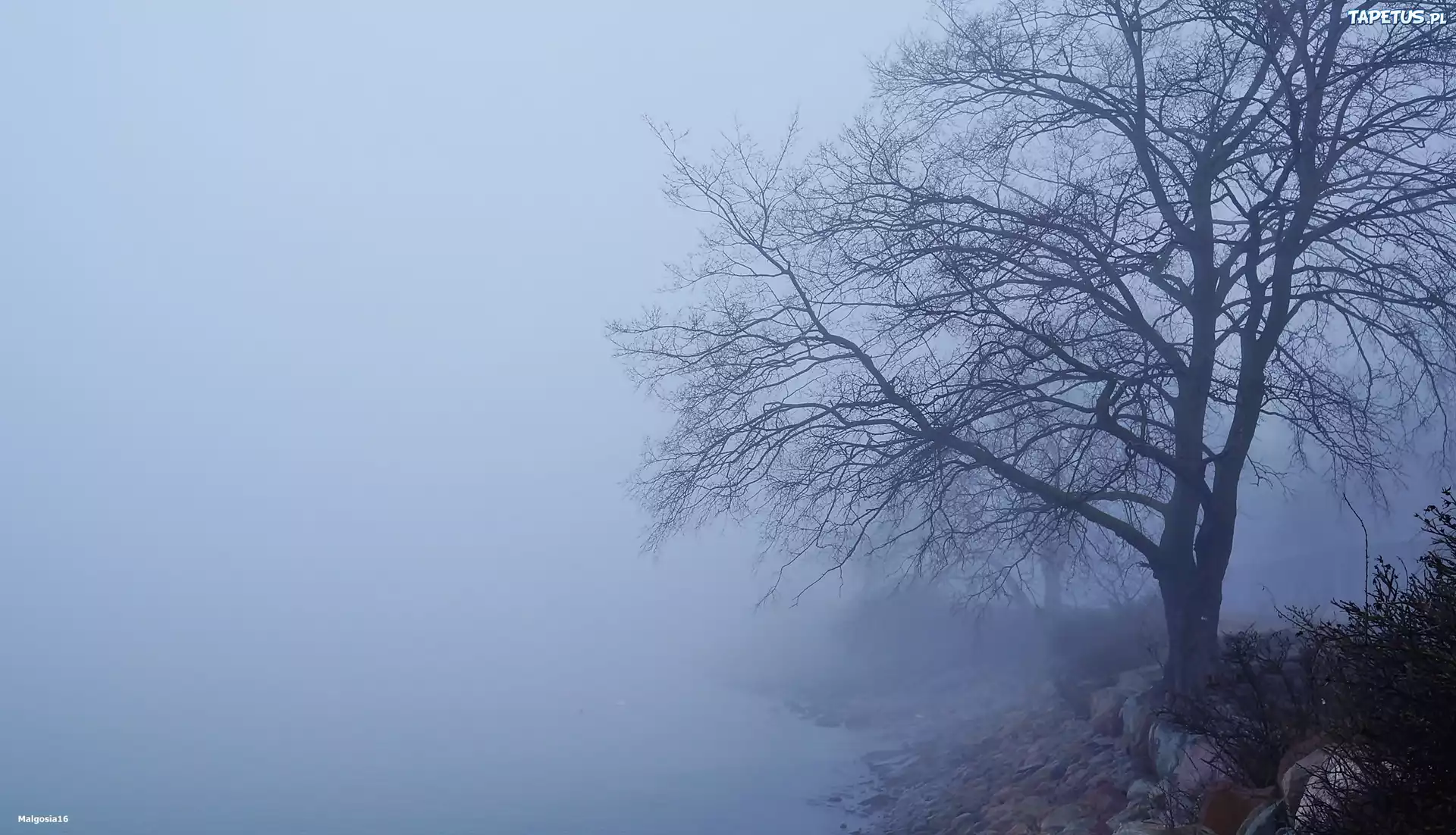 Drzewo, Mgła