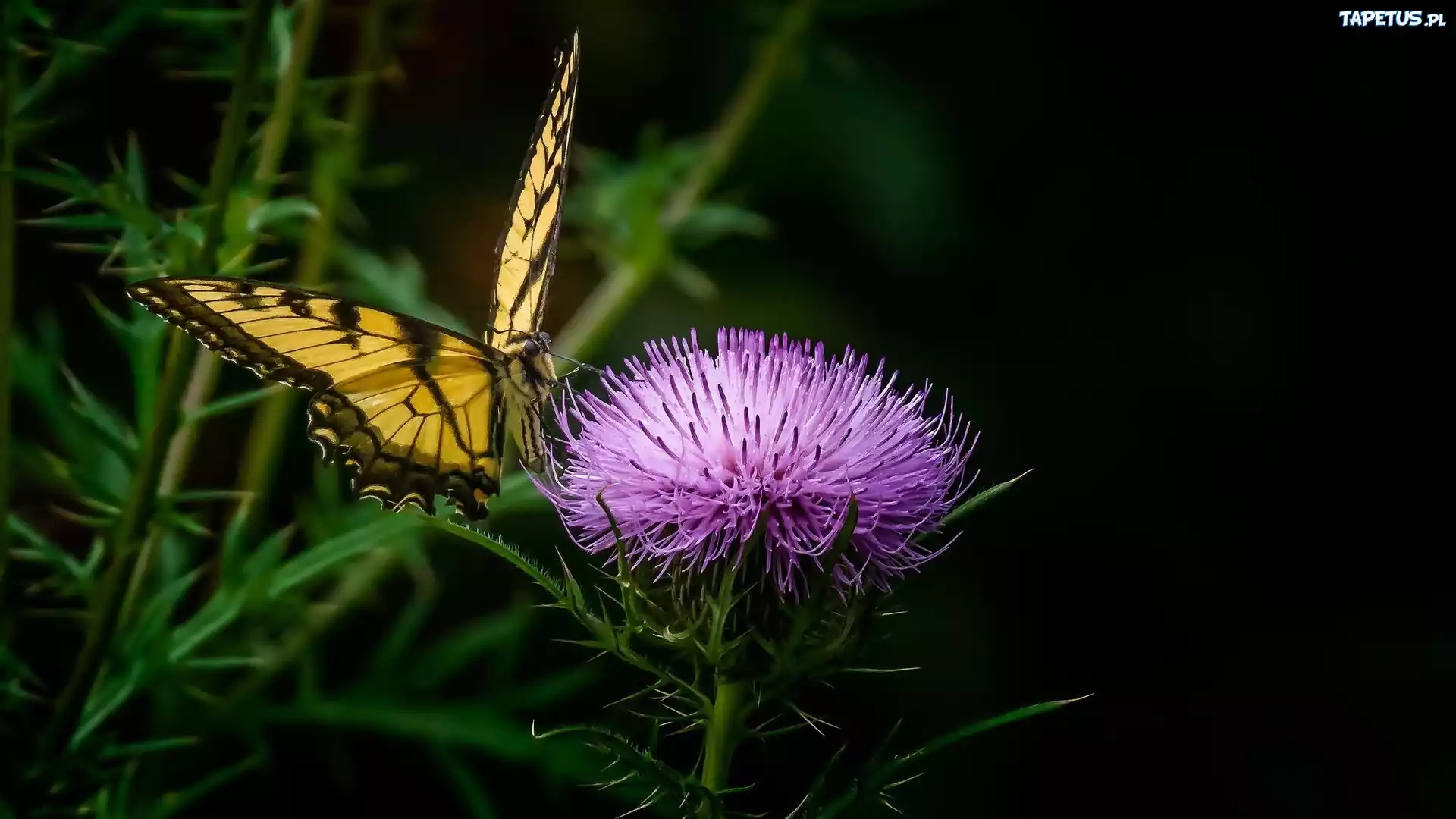 Motyl, Paź, Królowej, Oset
