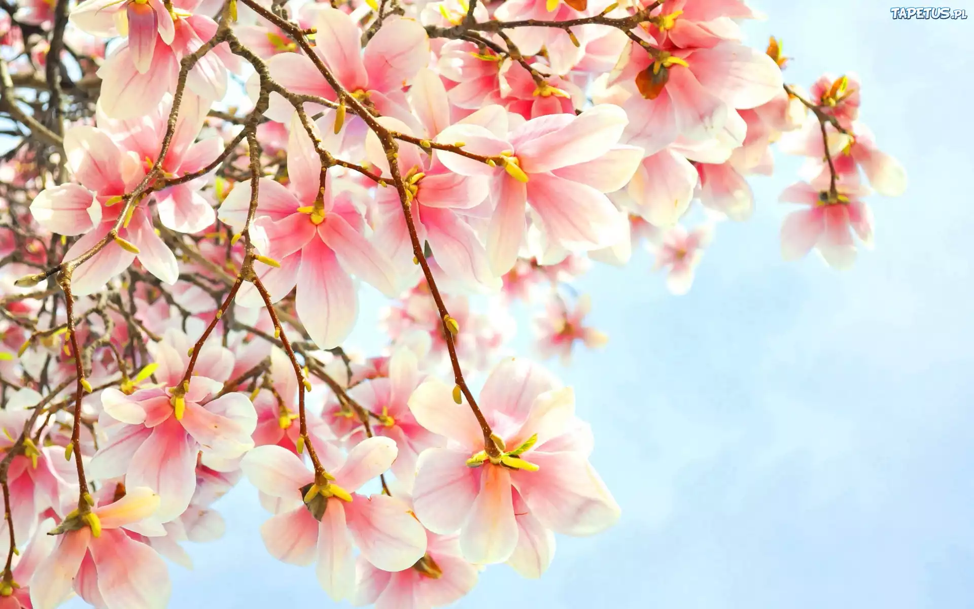 Kwitnąca, Magnolia