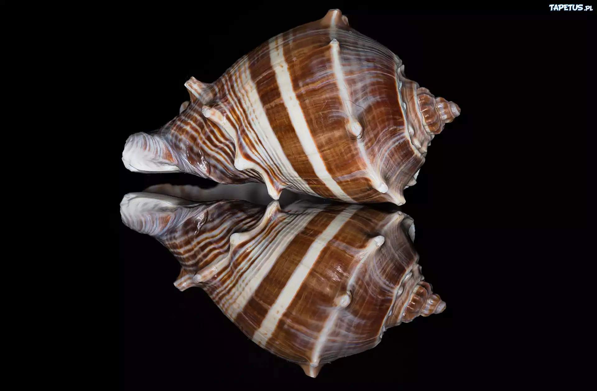 Muszla, Odbicie, Lustrzane