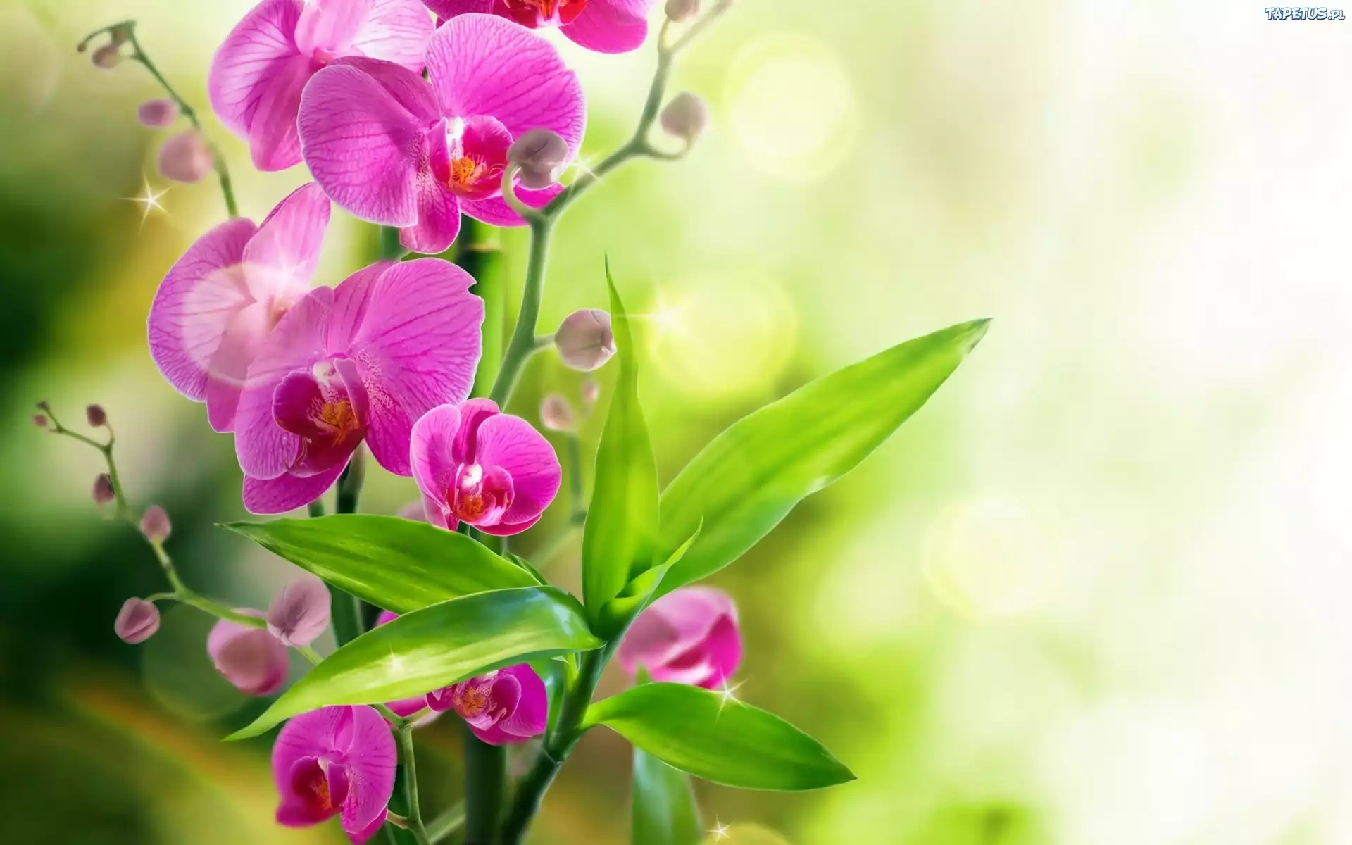 Orchidea, Kwiaty, Liście