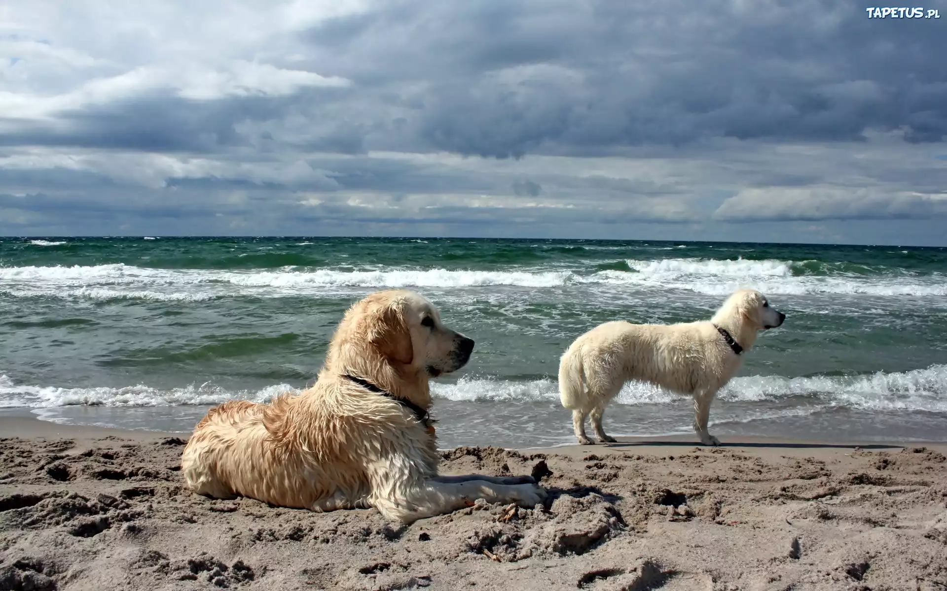 Dwa, Psy, Golden Retriever, Na, Straży, Plaża, Morze