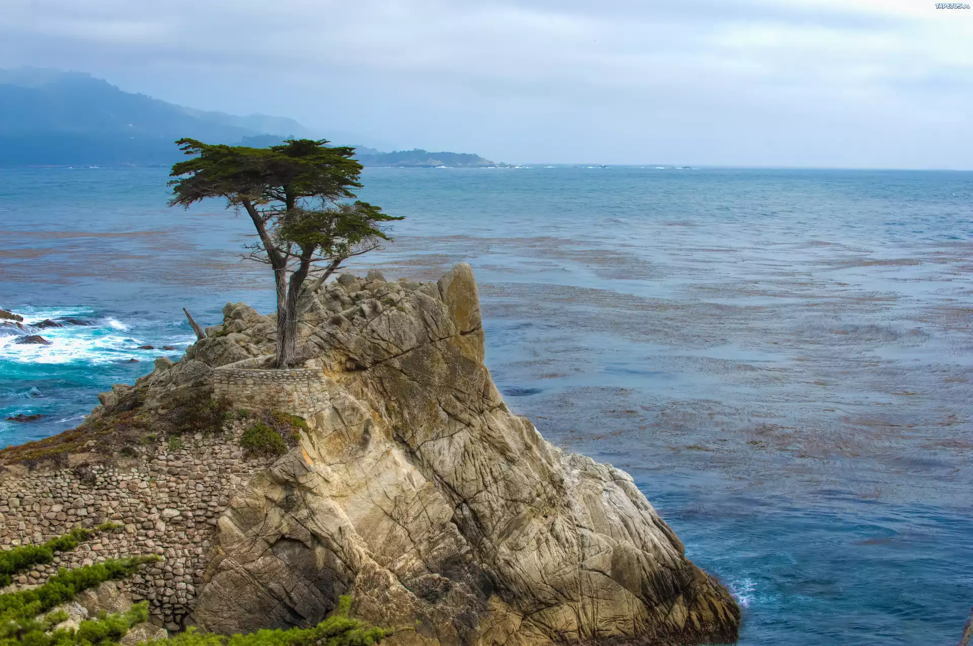 Чинара на скале. Сосны на скалах. Сосна на скале. Море скалы деревья. Природа море,сосны.