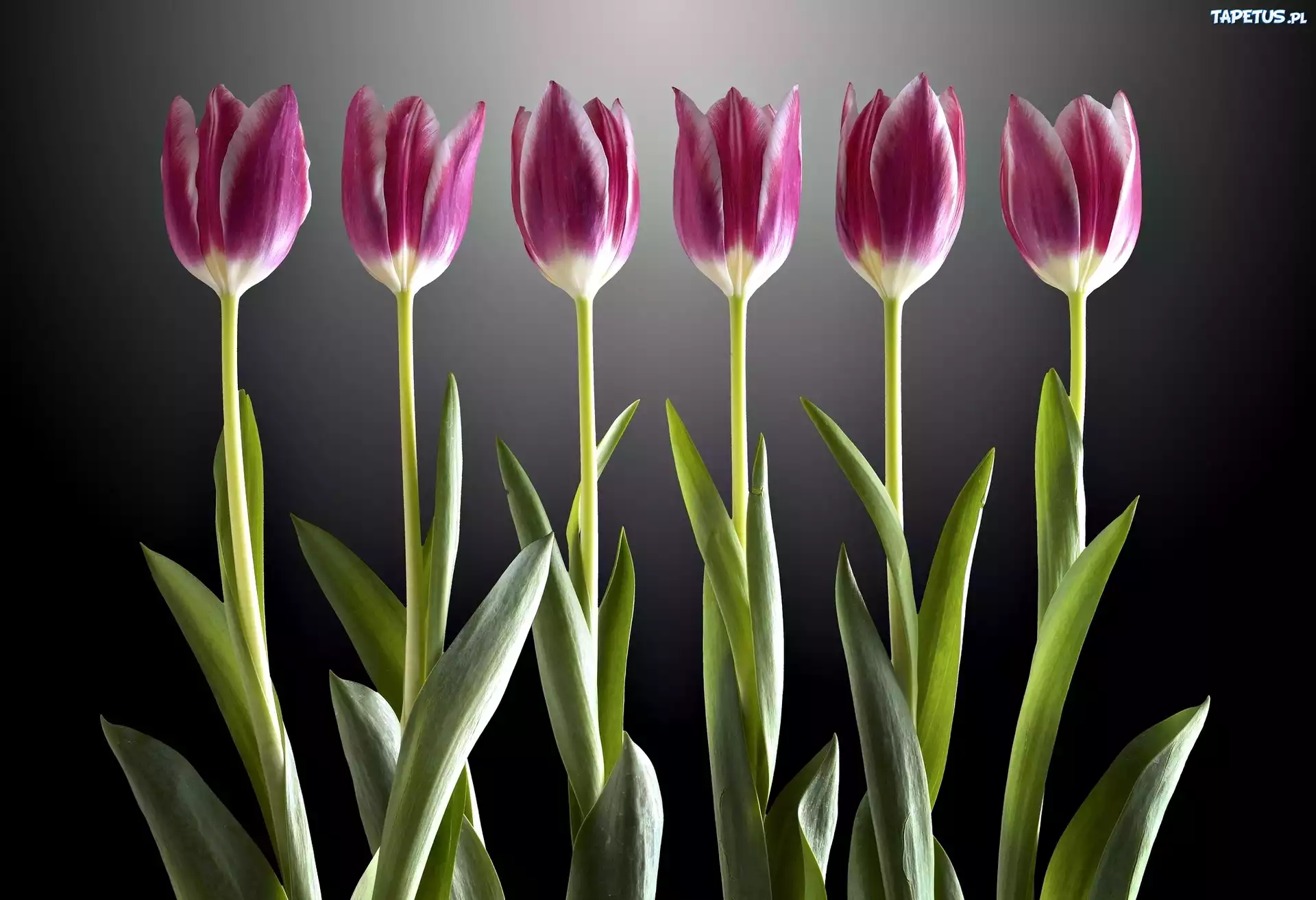 Tulipany, Światło