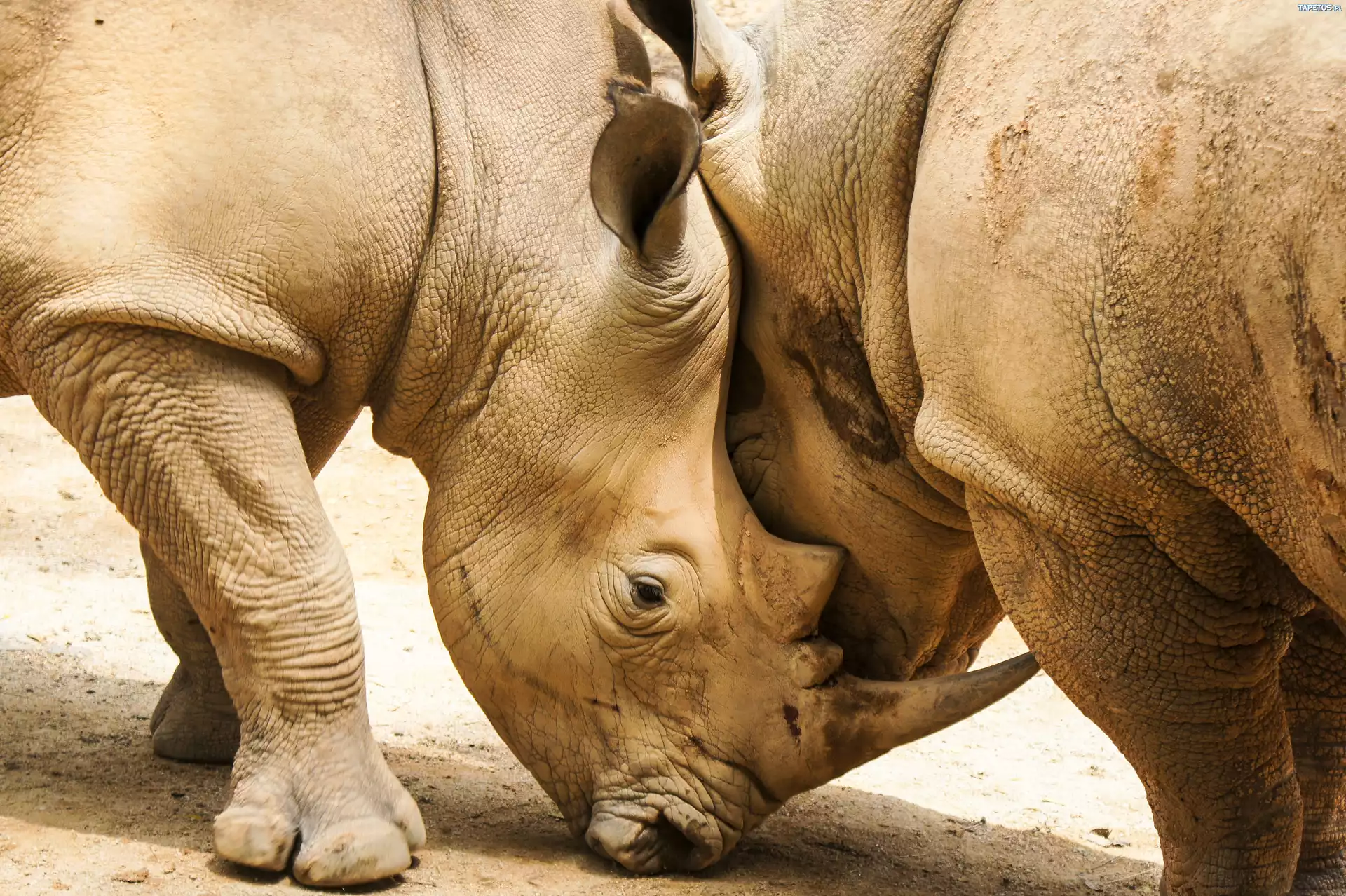 Носороги бесплатно