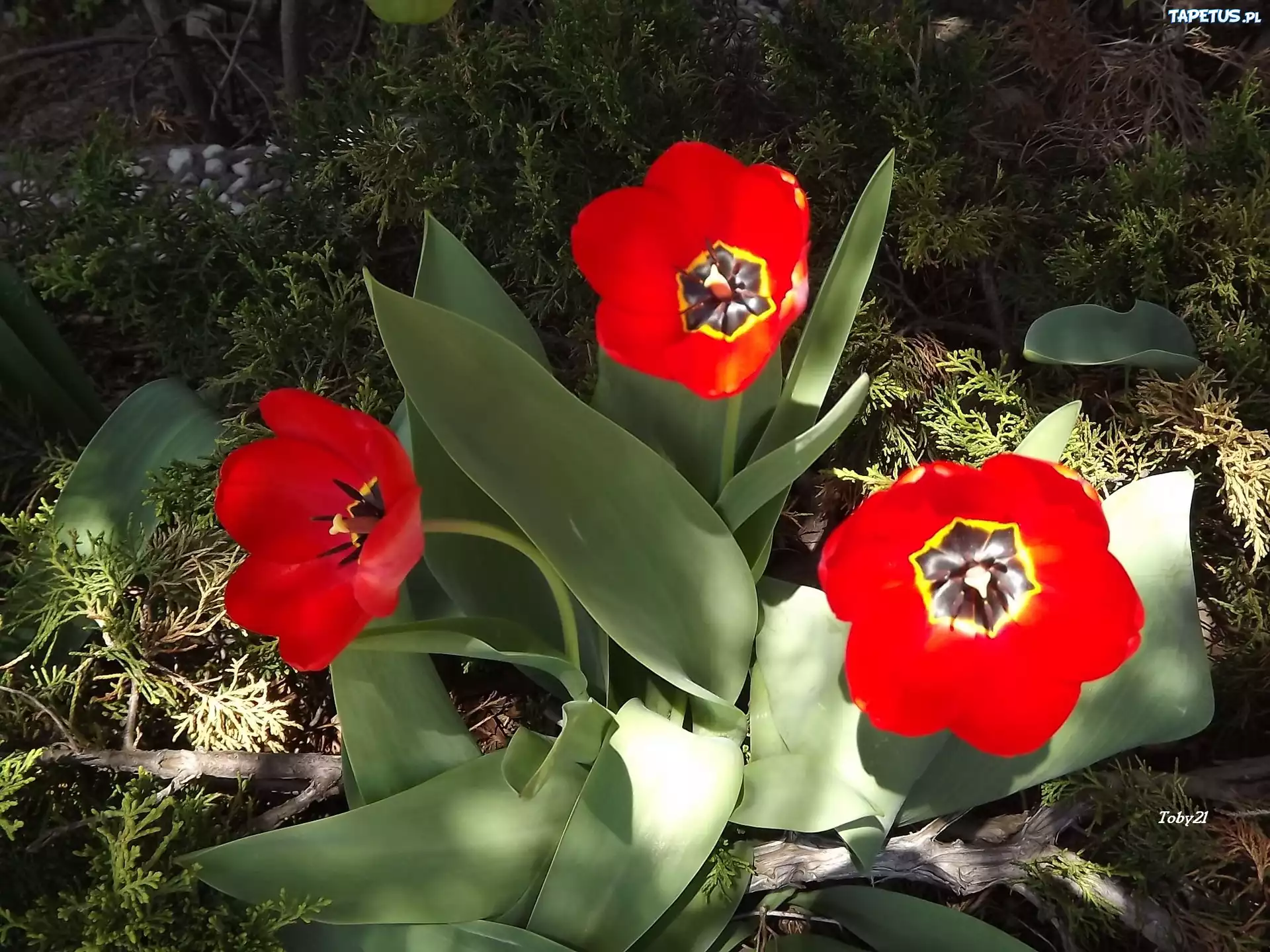 Kwiaty, Tulipany, Czerwone