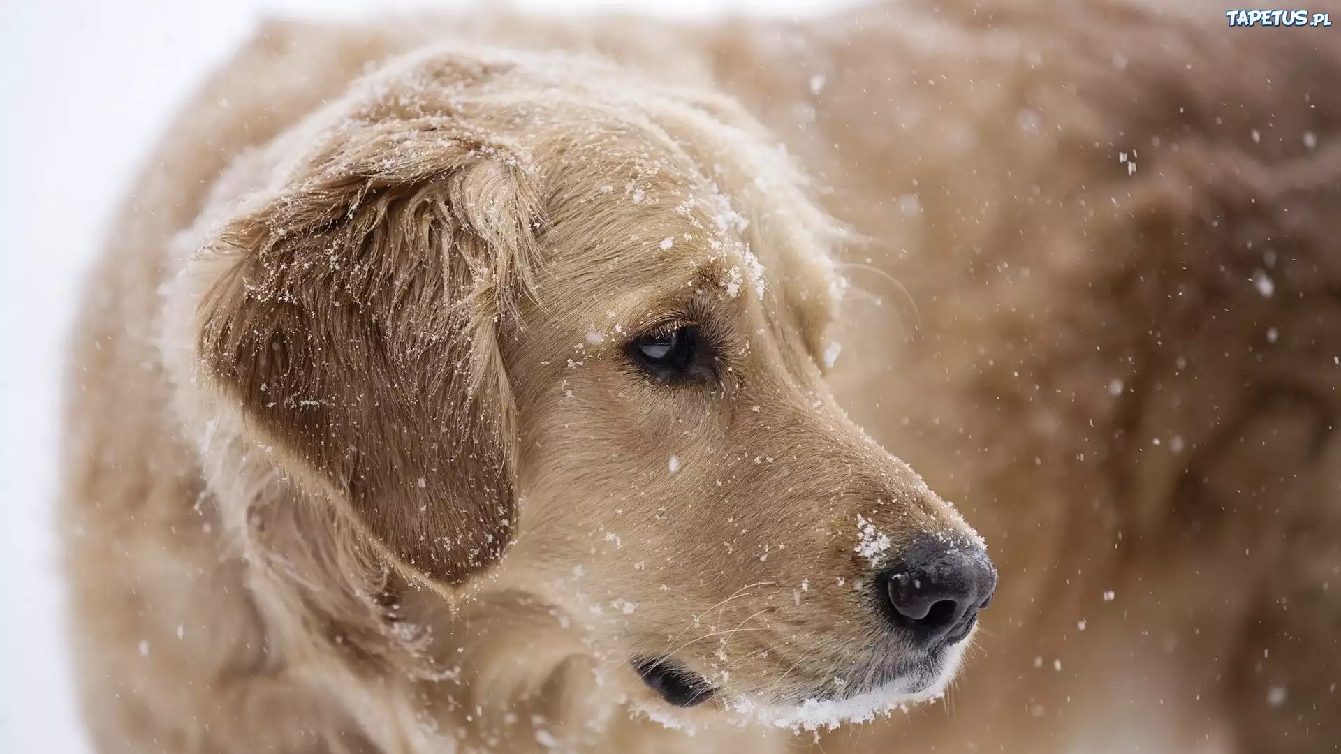 Zwierzęta, Pies, Golden Retriever