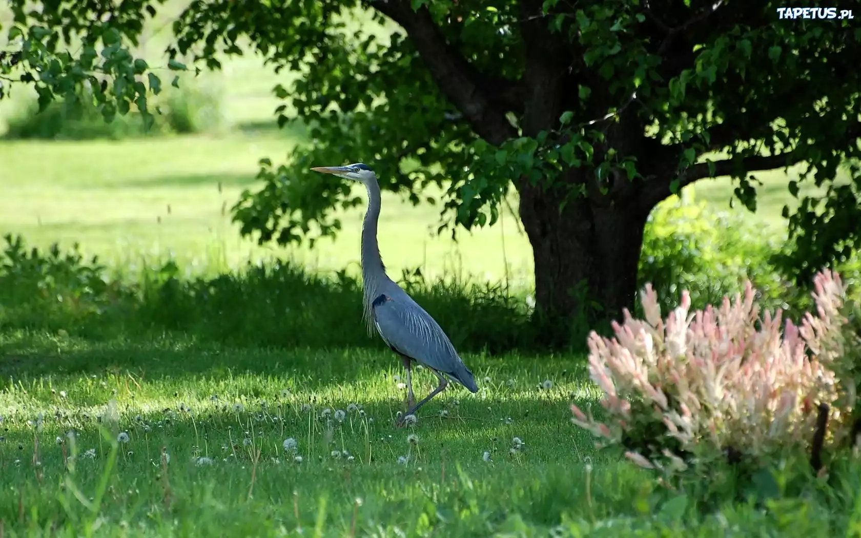 Łąka, Czapla