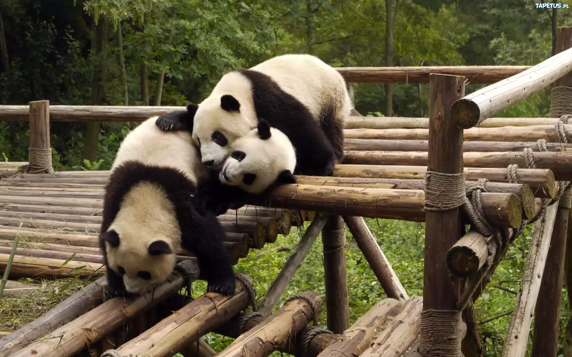 Pandy, Las