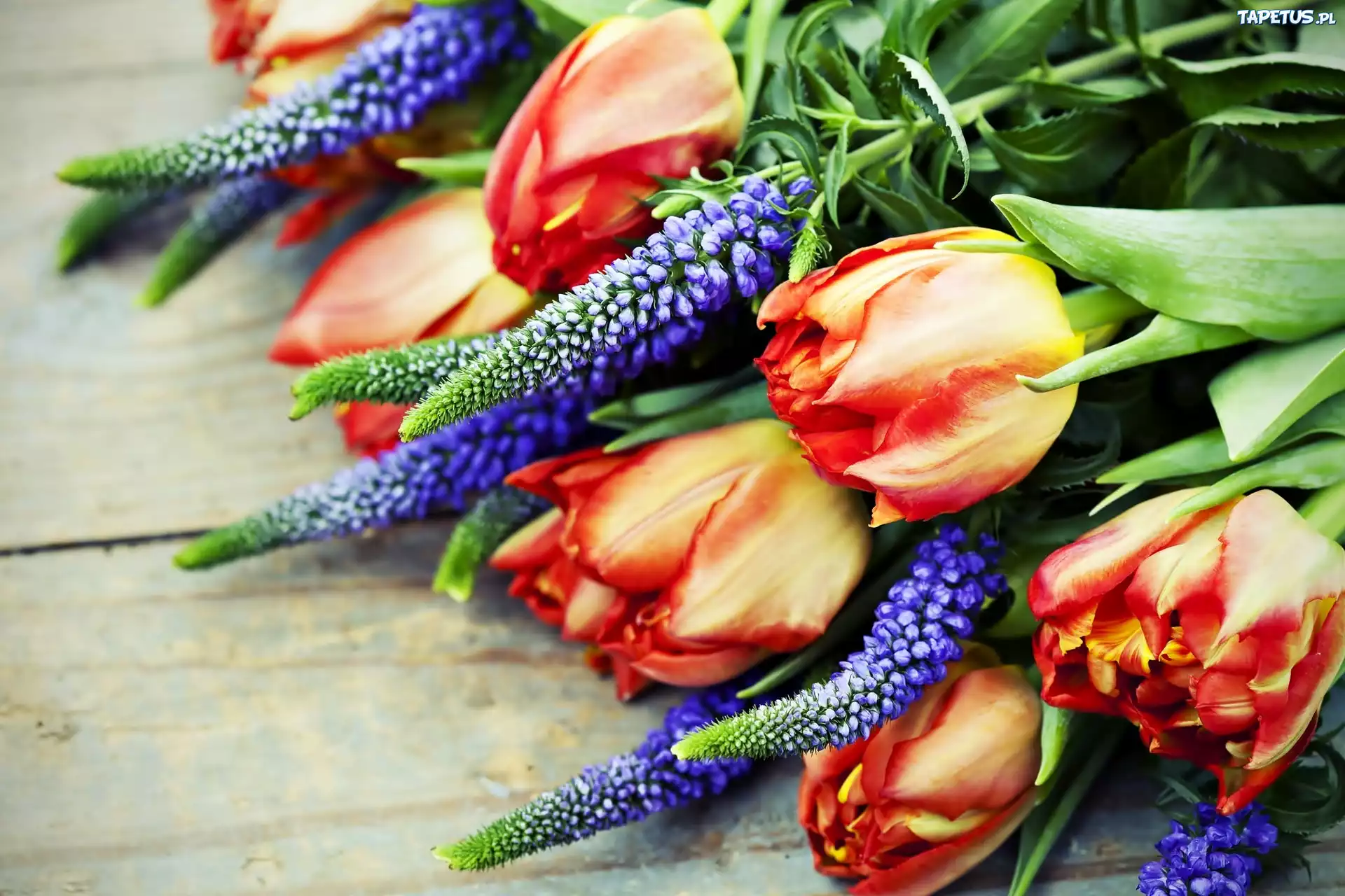 Kwiaty, Tulipany, Łubin