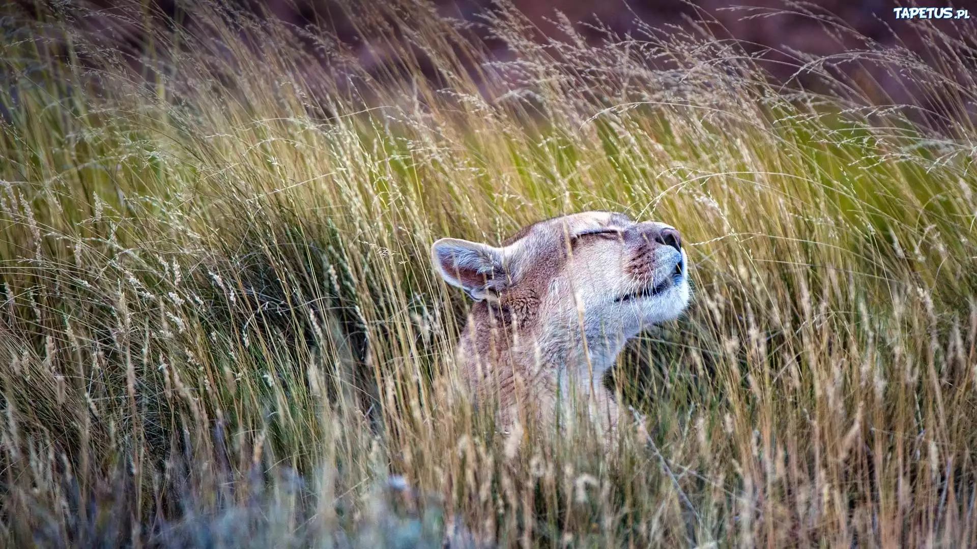 Trawa, Puma