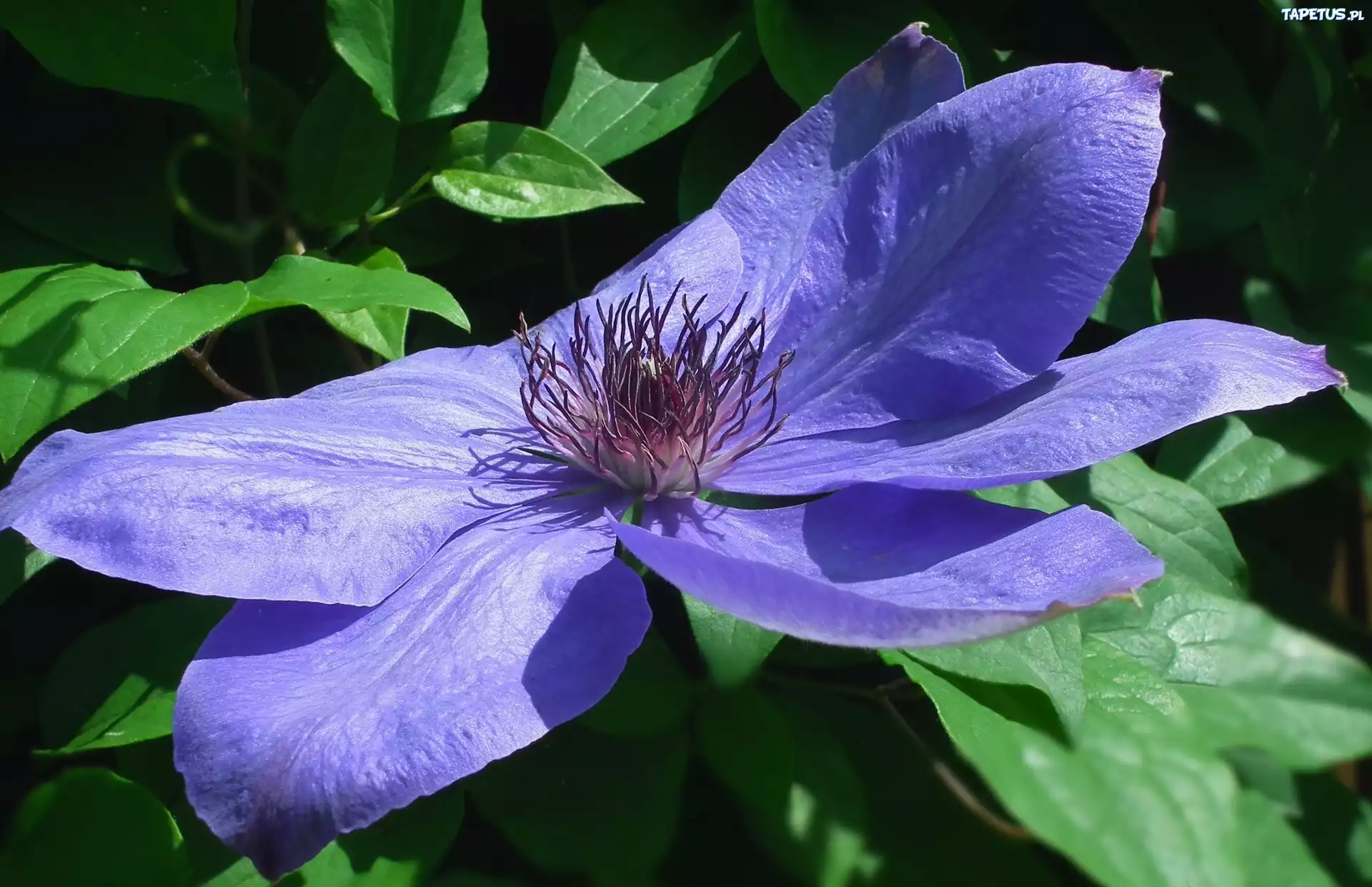 Przyroda, Kwiaty, Clematis