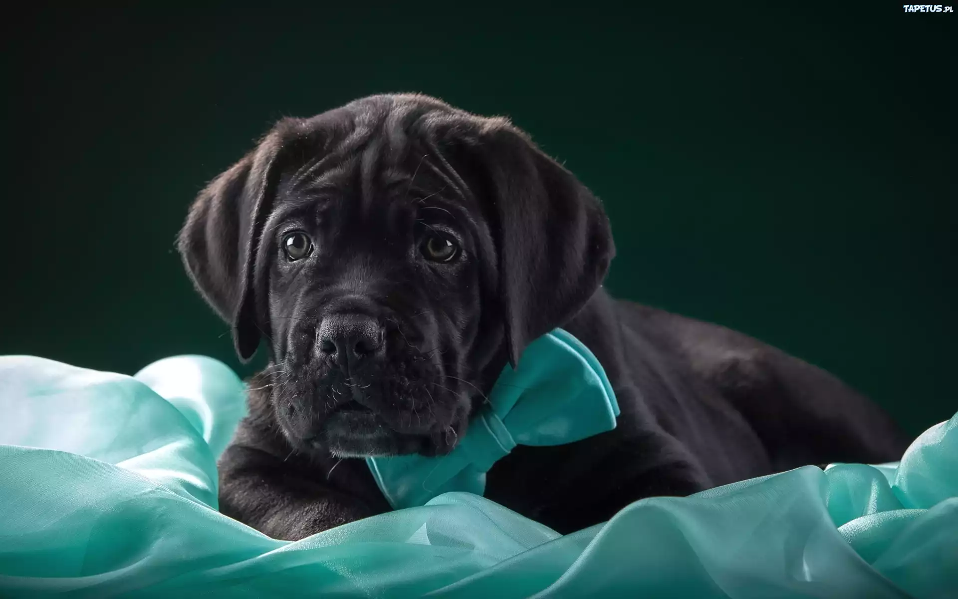 Pies, Szczeniak, Cane Corso
