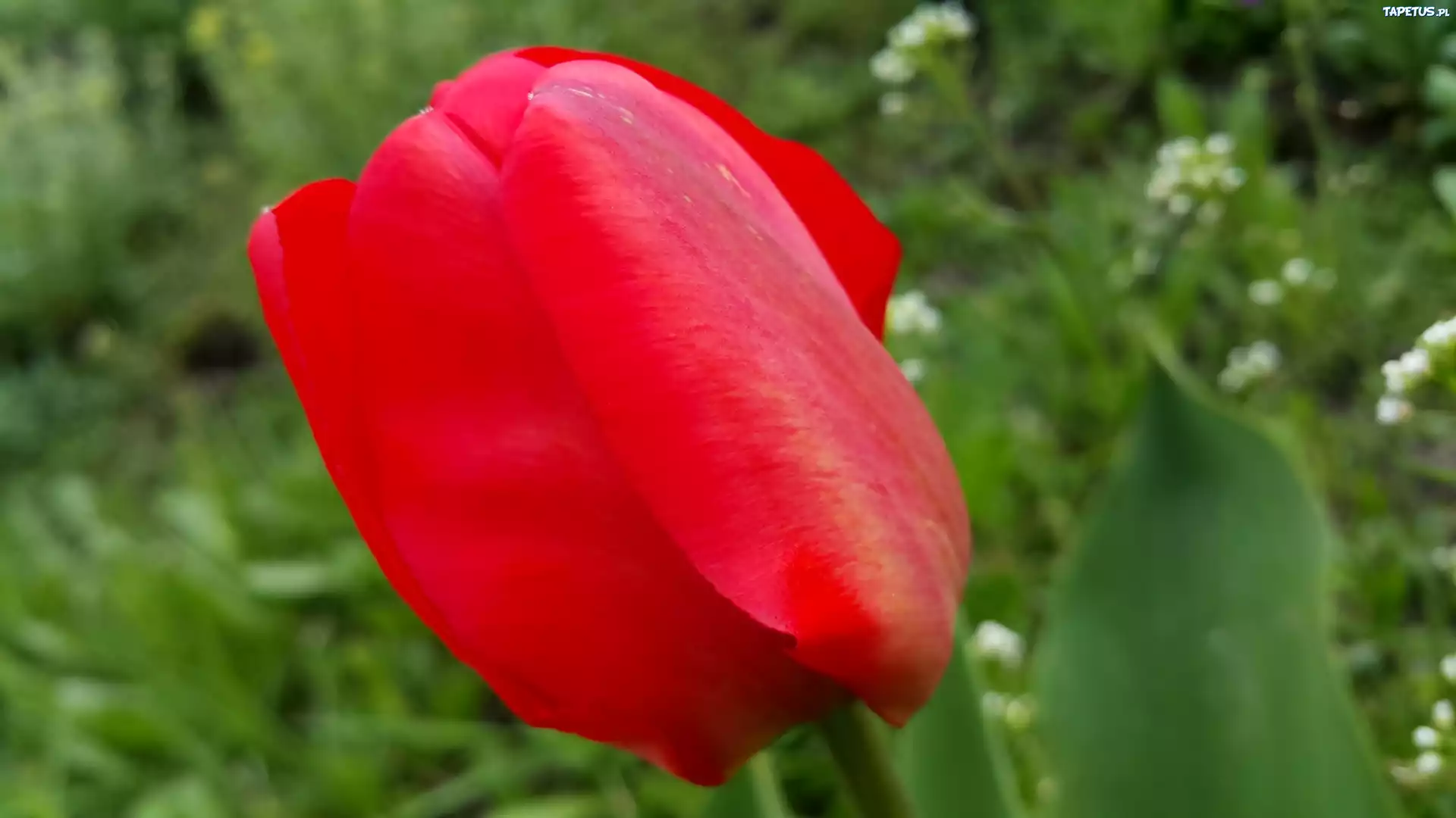 Czerwony, Tulipan