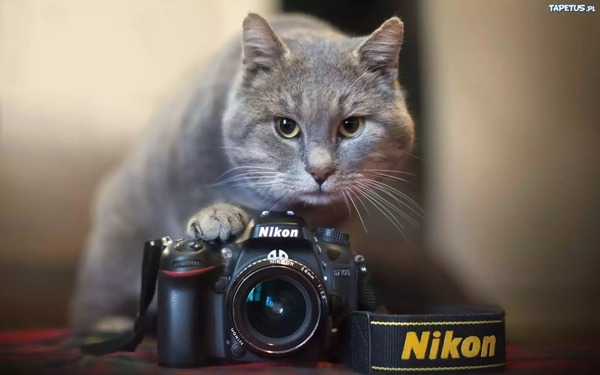 Kot, Aparat, Fotograficzny, Nikon