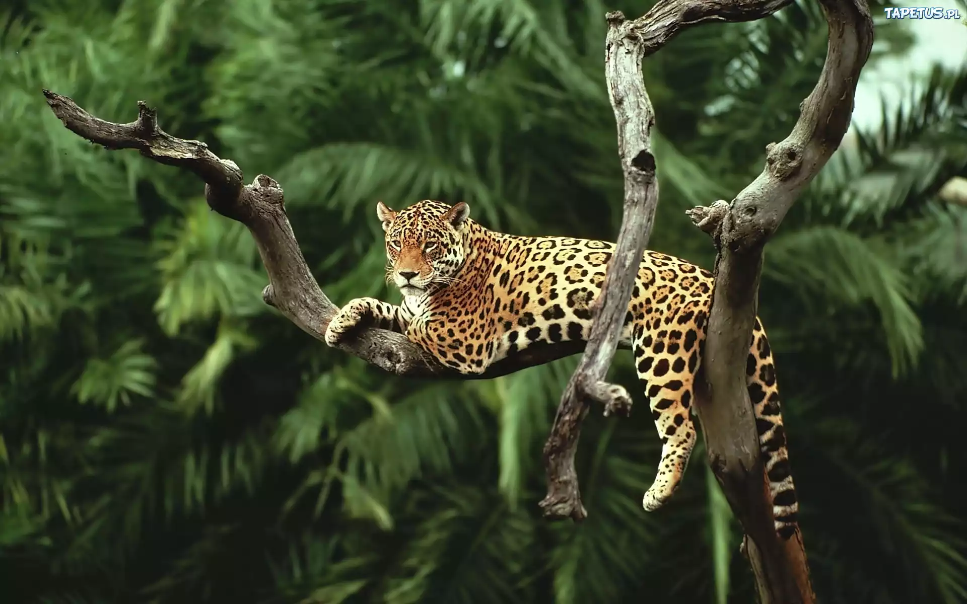 Leżący, Jaguar, Drzewa, Palmy