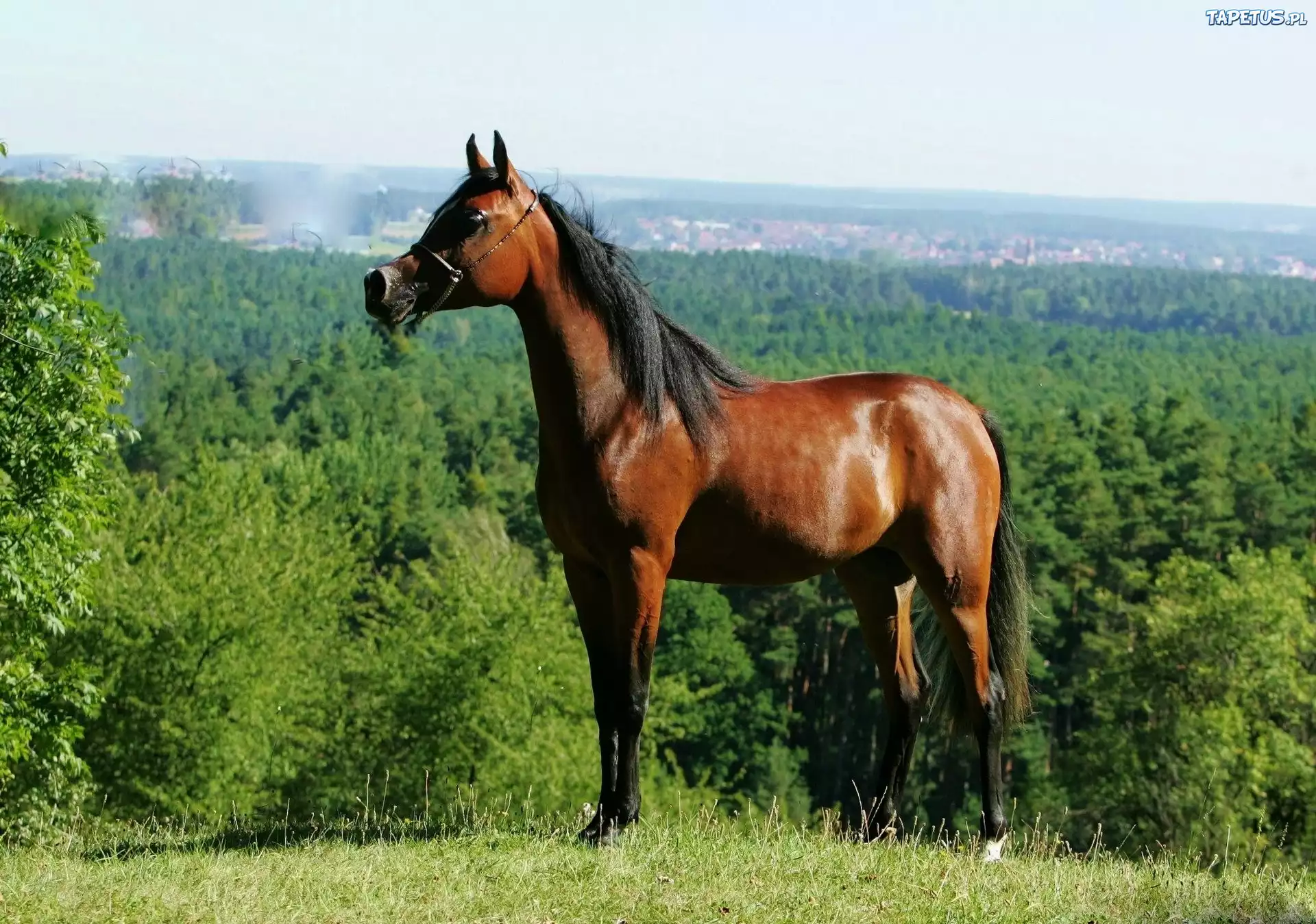 Koń, Arab, Roślinność