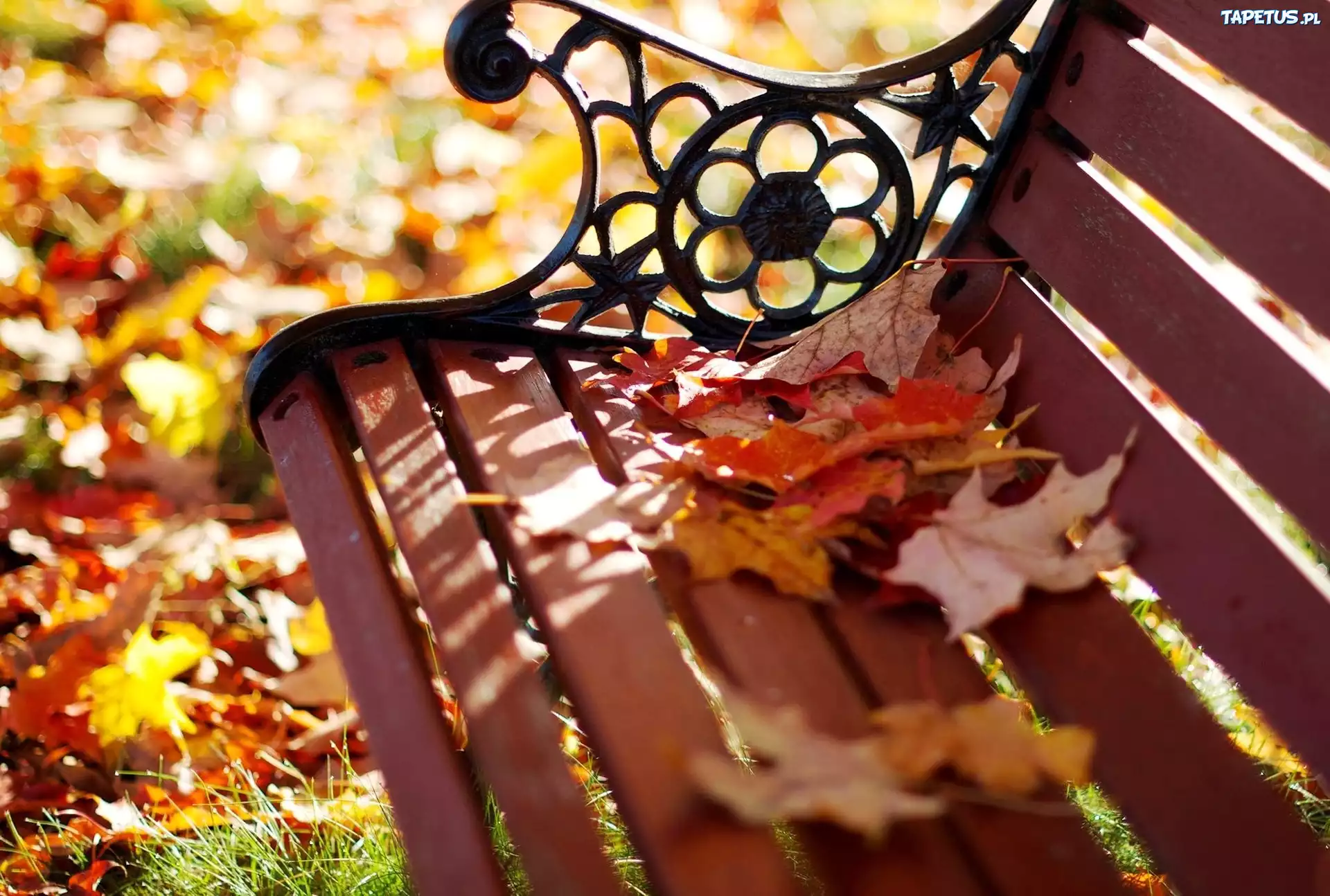 Листья на скамейке без смс