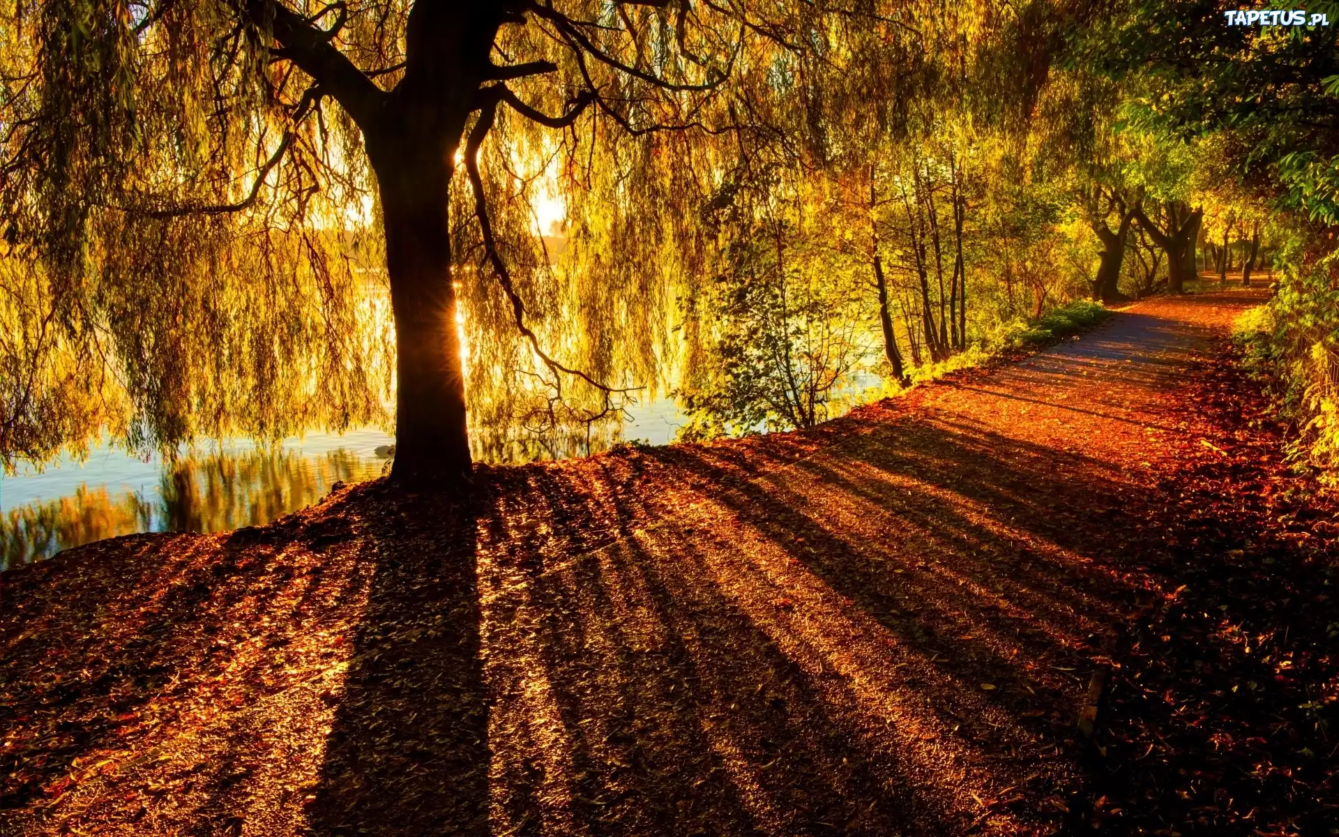 Jesień, Droga, Drzewo, Przebijające światło, Park