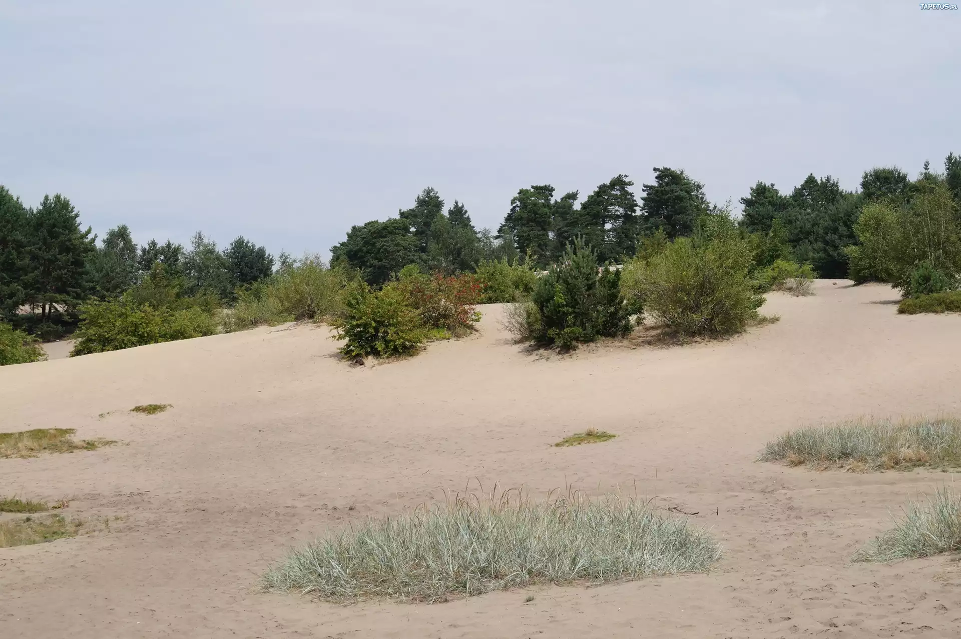 Pustynia Błędowska