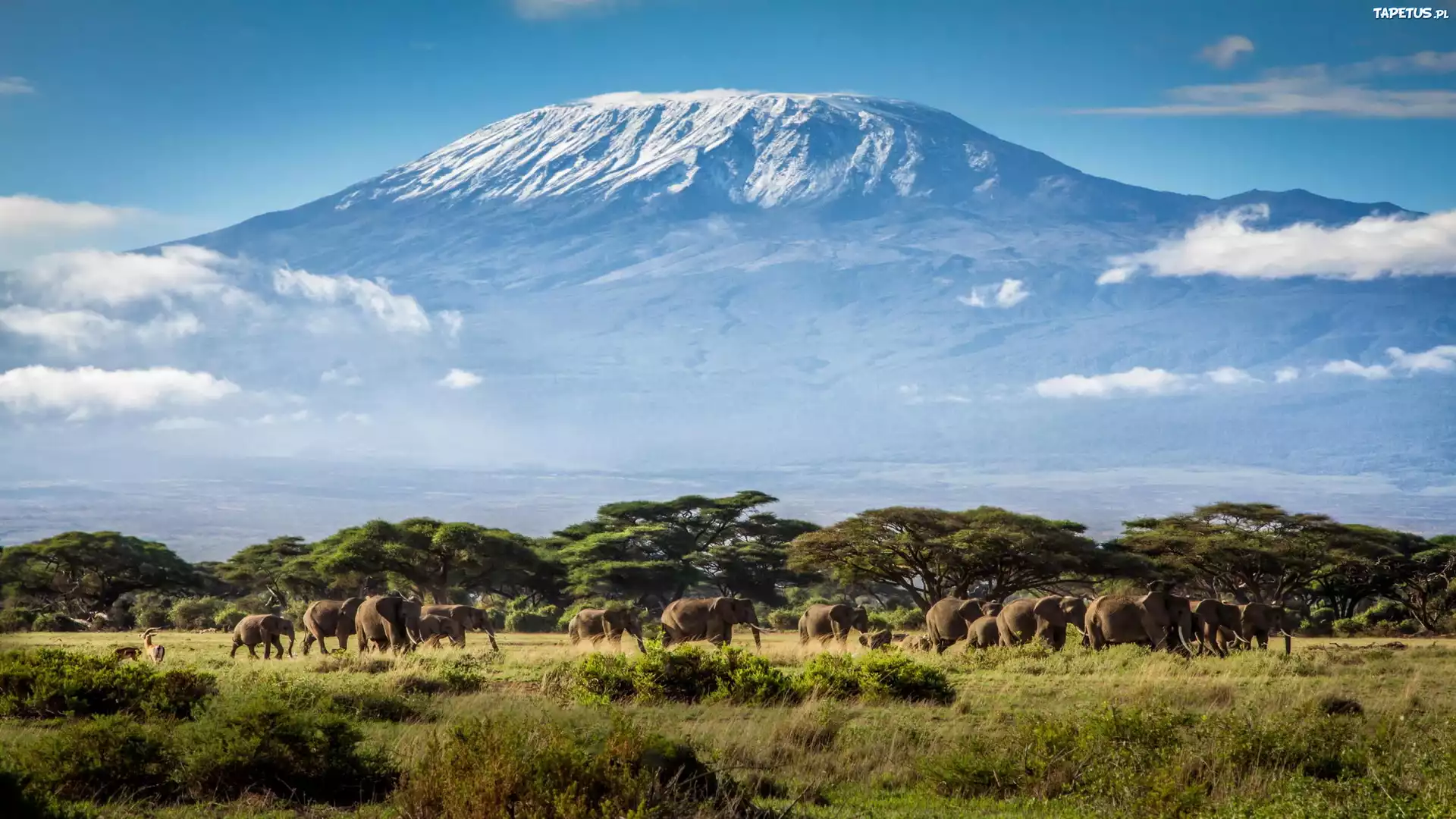 Kilimandżaro, Tanzania, Afryka, Góry, Słonie