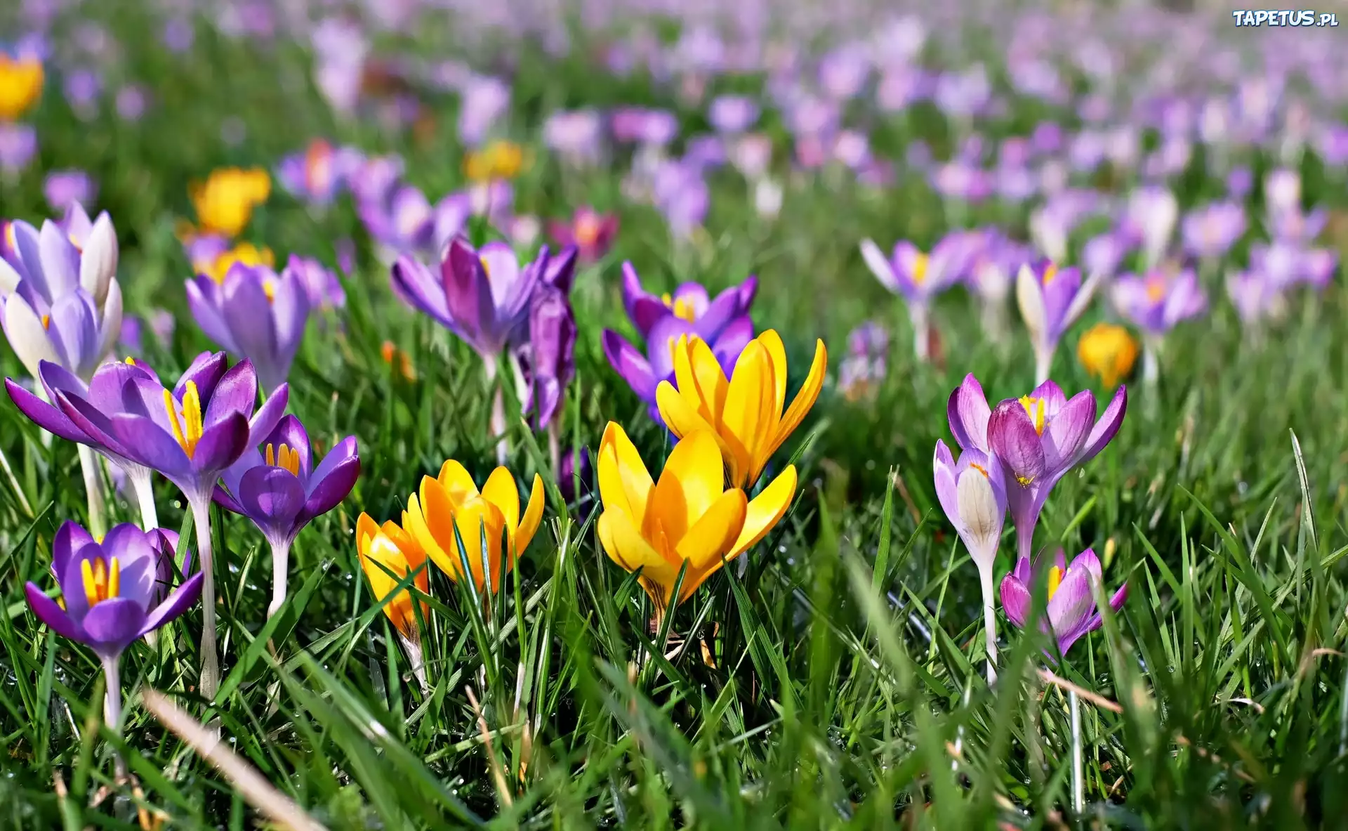 Kwiaty, Krokusy