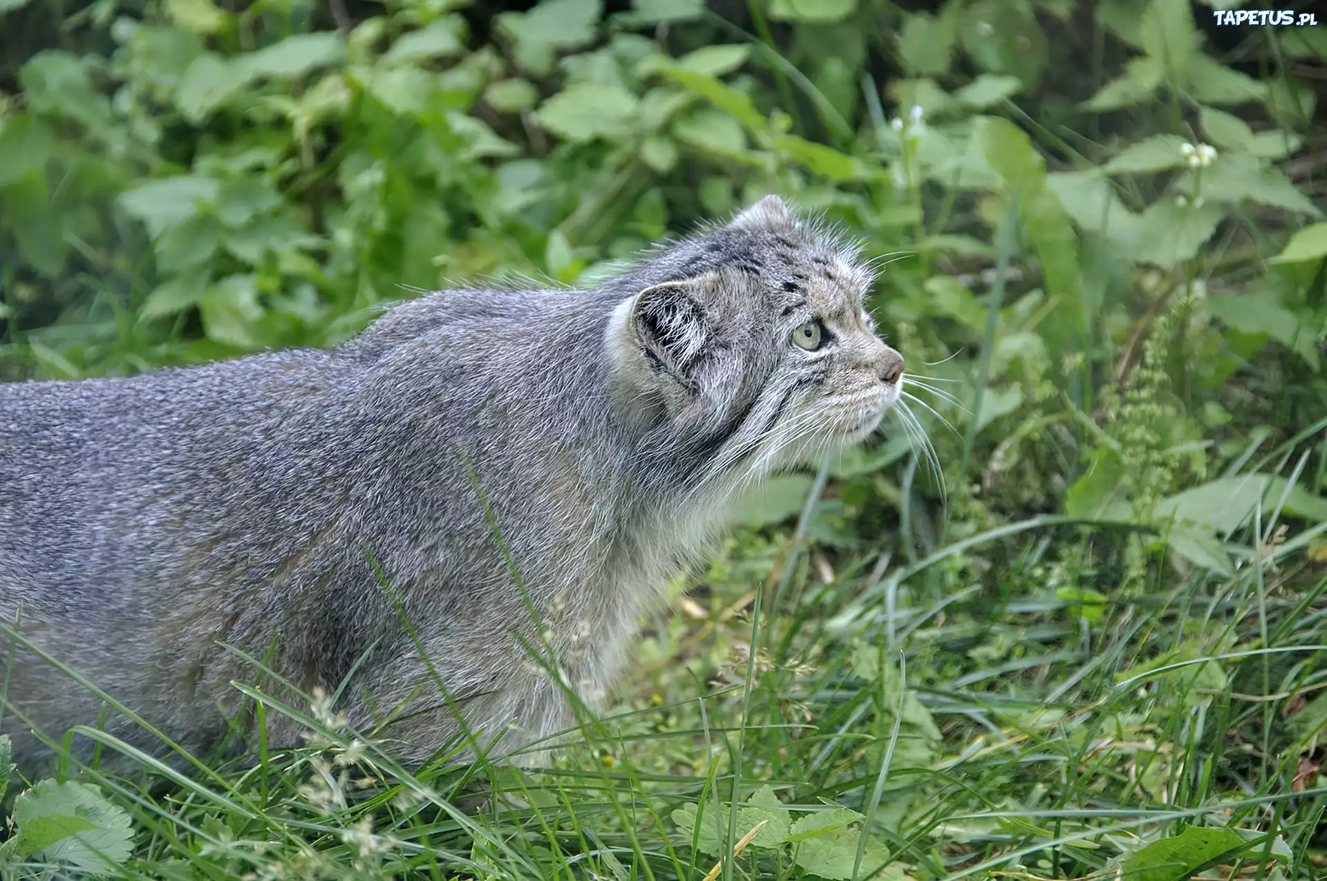 Manul, Zieleń