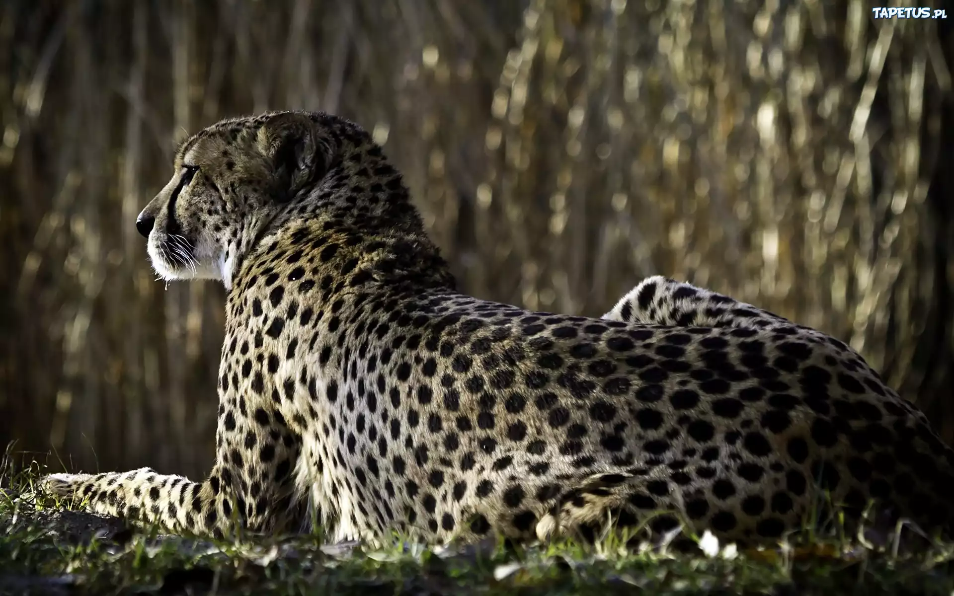 Gepard, Las, Rozmycie
