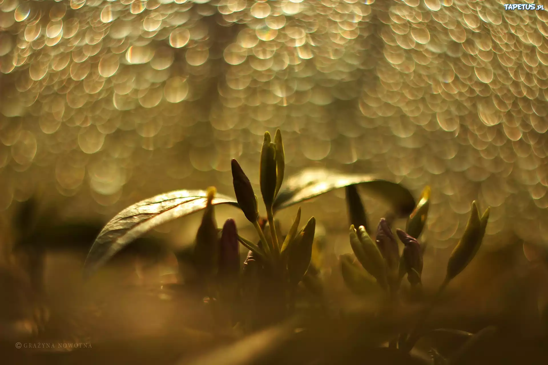 Kwiaty, Pąki, Bokeh