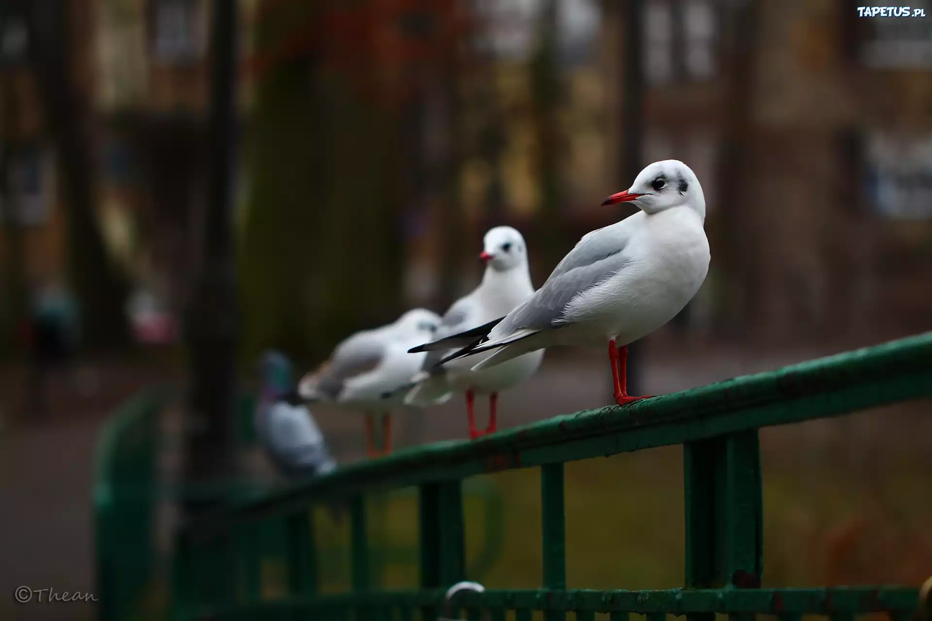 Mewa, Śmieszka, Białe, Ptaki