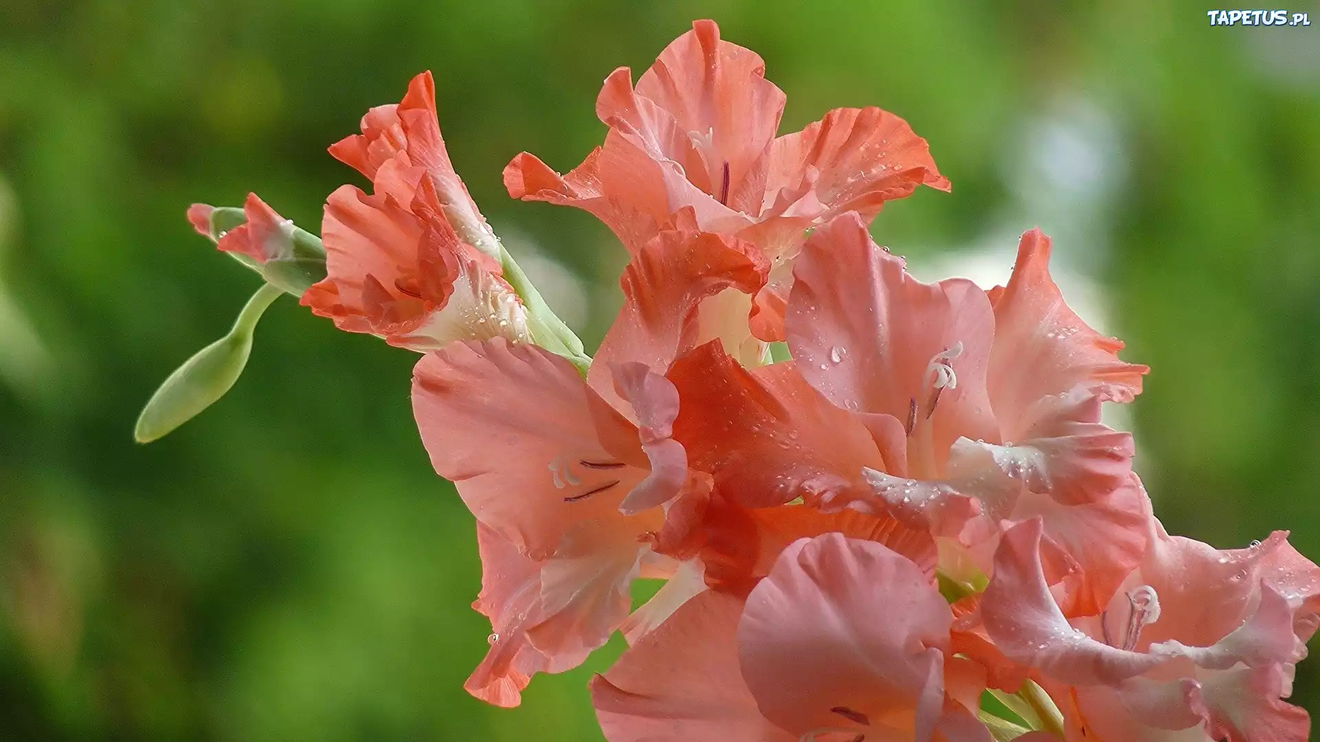 Mieczyki, Rosa