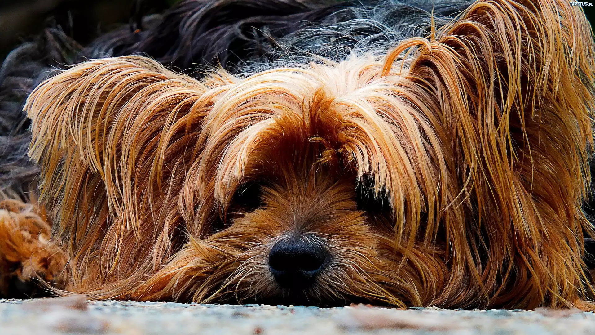 Smutny, Piesek, Yorkshire, Terrier