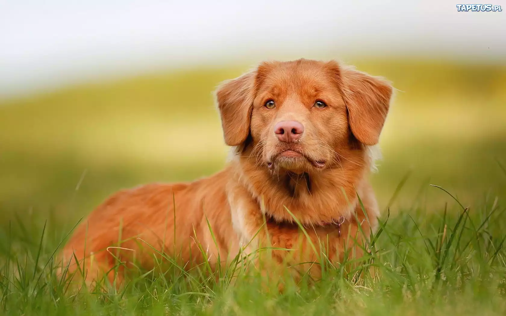 Pies, Retriever, Trawa
